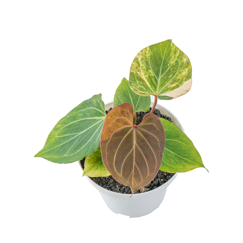 Anthurium king  of spades variegated