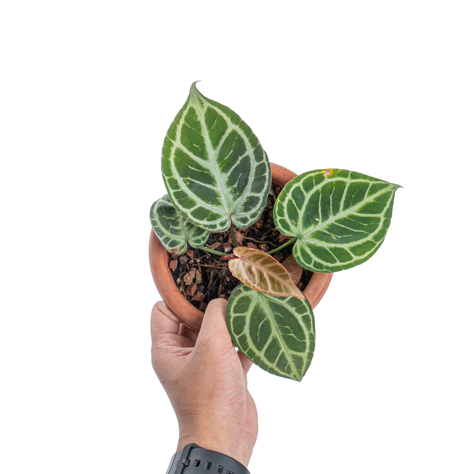 その他 1980s Taro & Anthurium Tropical Carving Anthurium Michelle x Zara x RC x King of Spades 4” – Rare