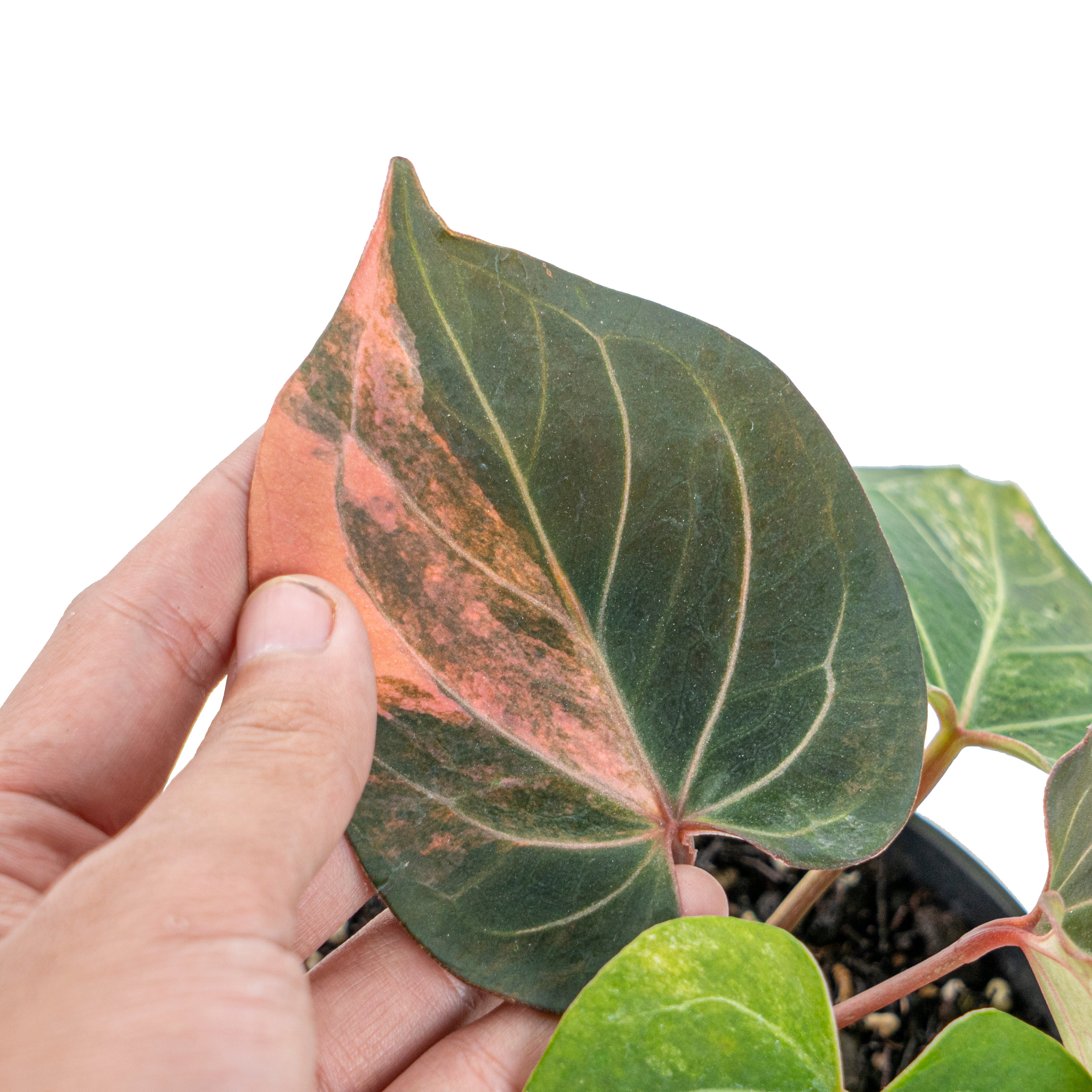 Anthurium king of spades variegated