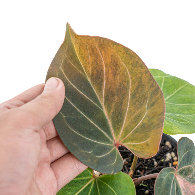 Anthurium king  of spades variegated