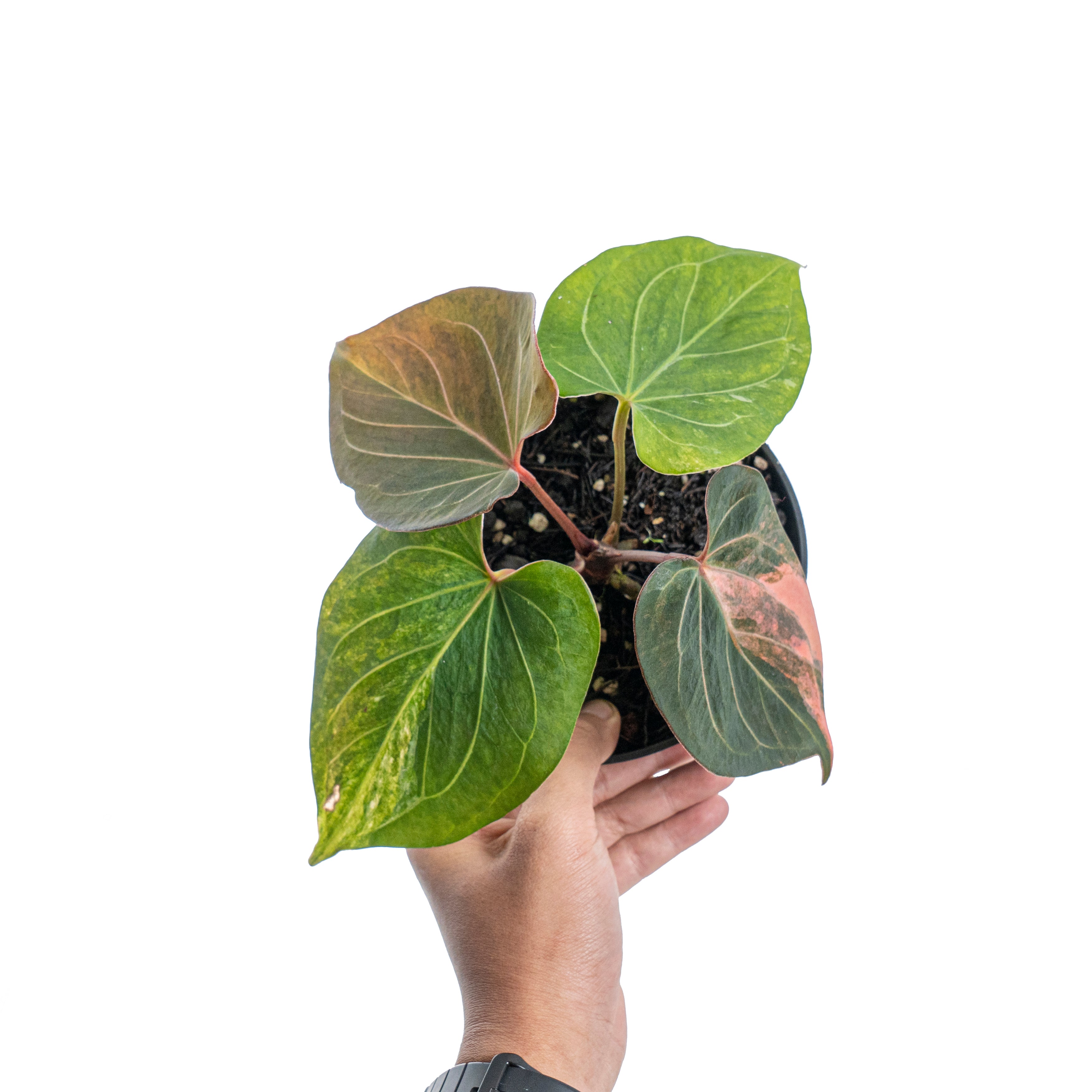 Anthurium king of spades variegated