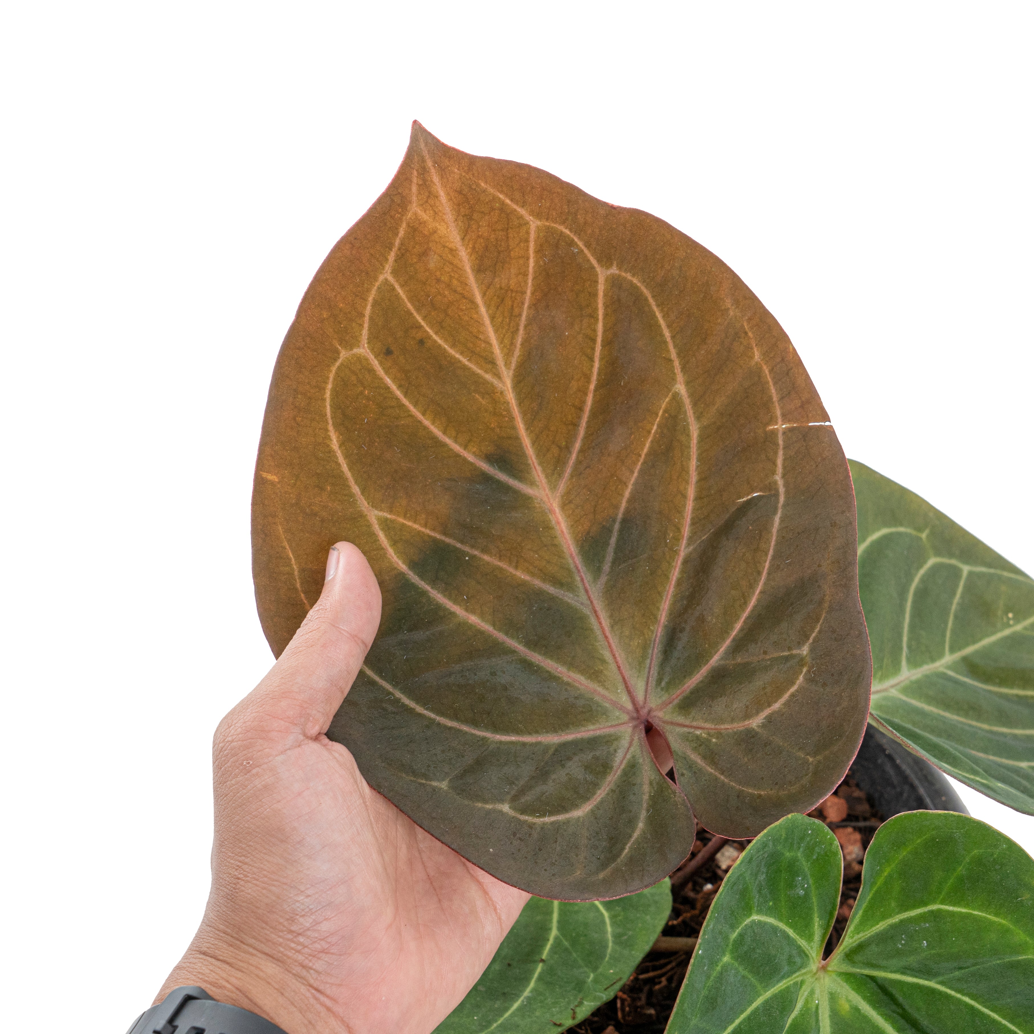 Anthurium king of spades red