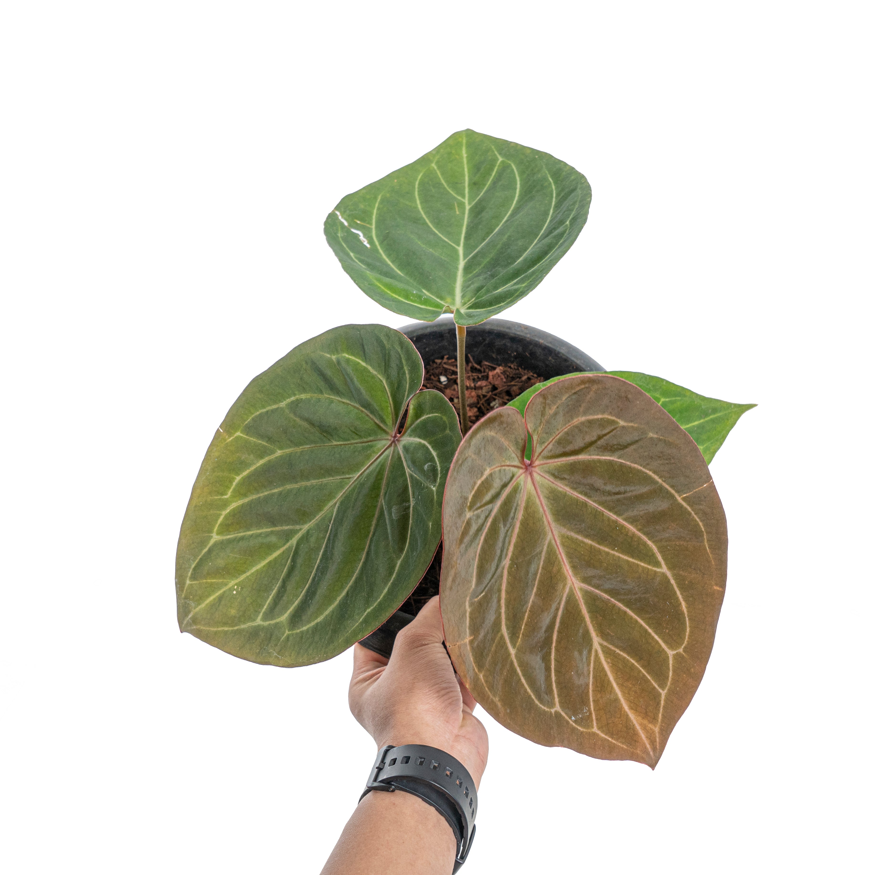 Anthurium king of spades red