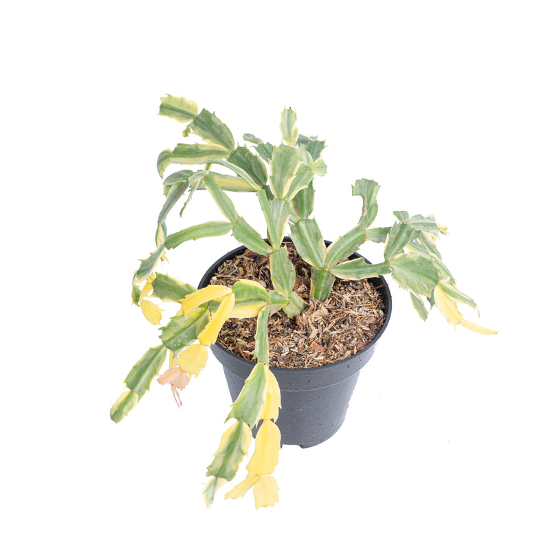 Schlumbergera truncata variegated - Aroidmarket