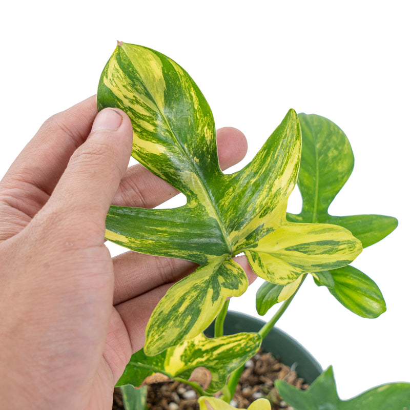 Philodendron pedatum aurea variegated