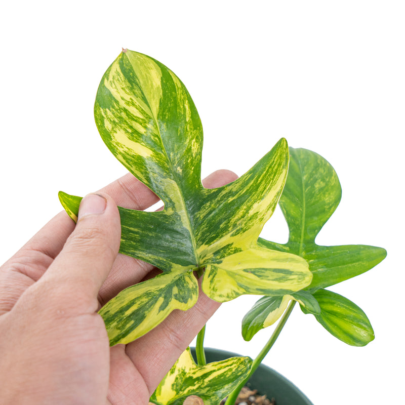 Philodendron pedatum aurea variegated