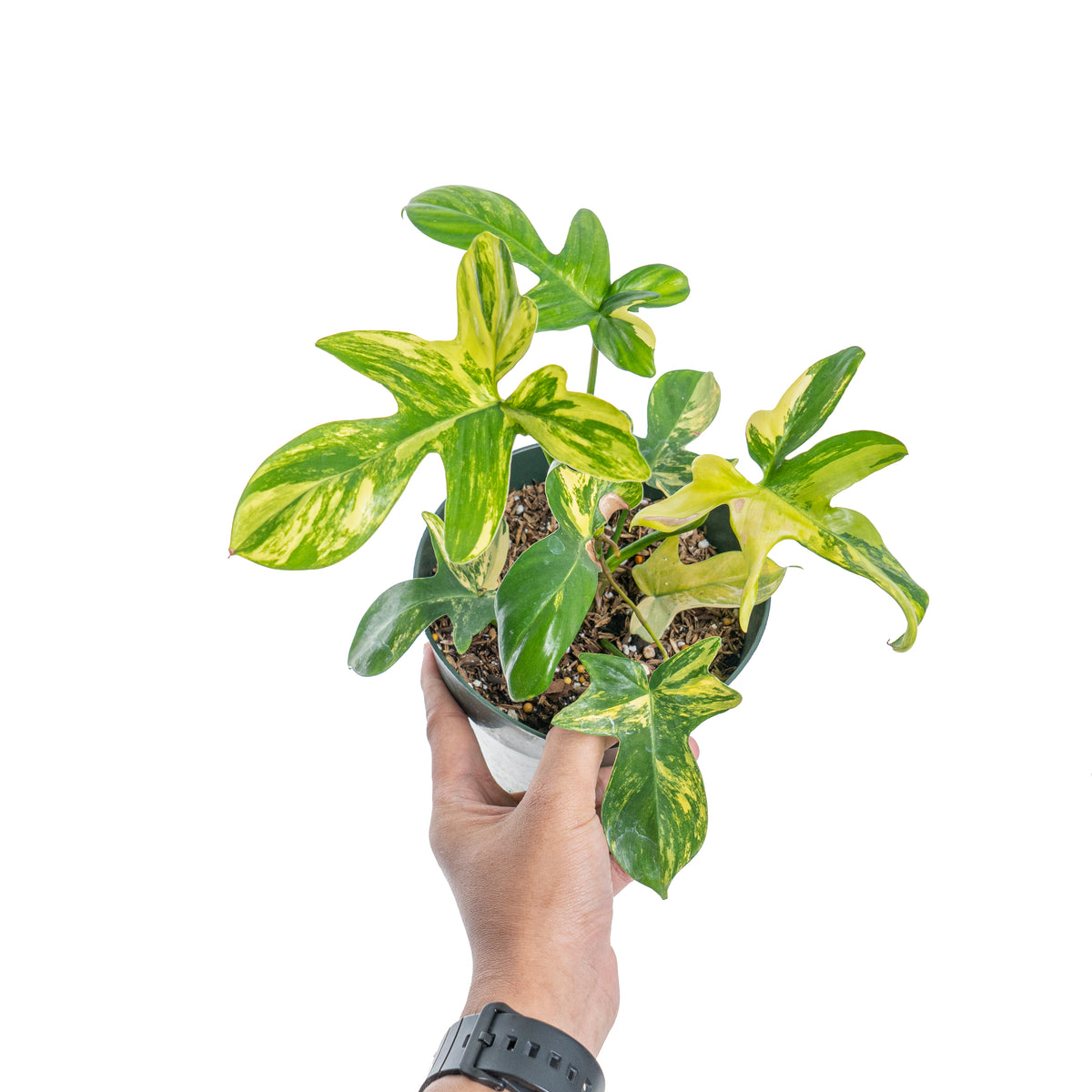 philodendron pedatum for sale Philodendron pedatum aurea variegated