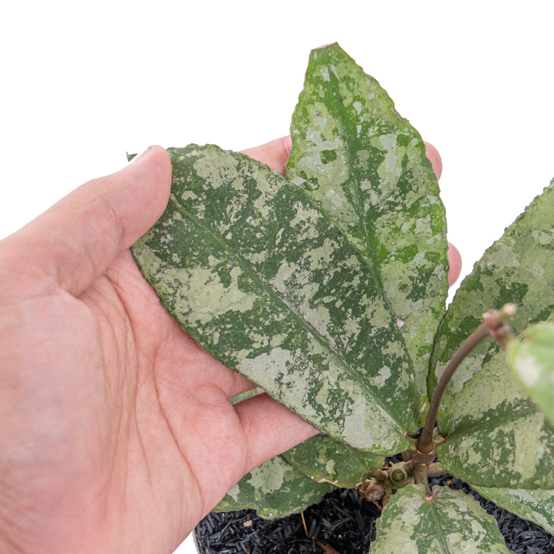 Hoya undulata super splash