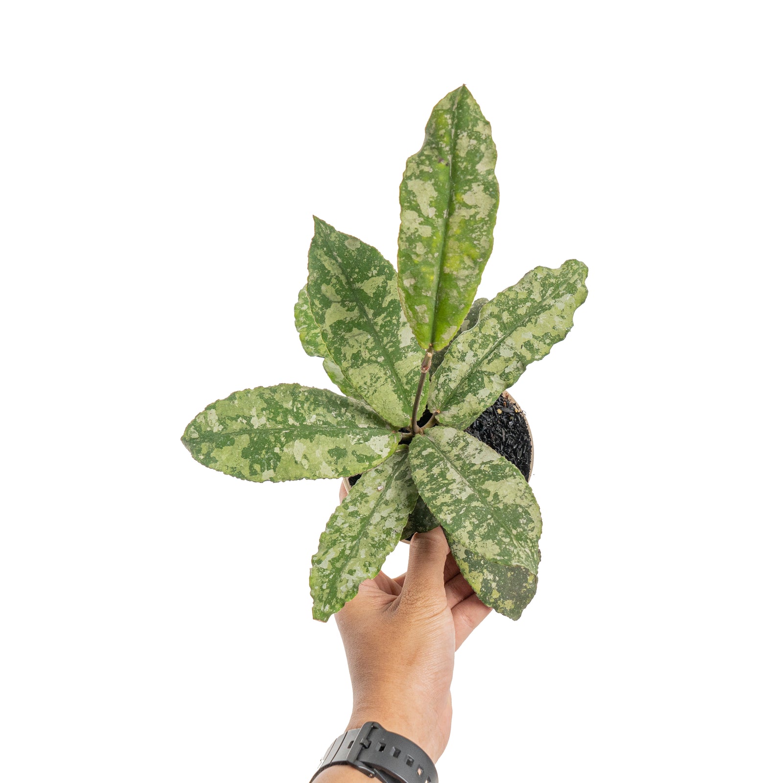 セール　レア　ホヤ　ウンデュラータ Hoya undulata サクララン　大苗 セール レア ホヤ ウンデュラータ Hoya undulata サクララン 大苗