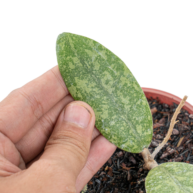 Hoya finlaysonii silver