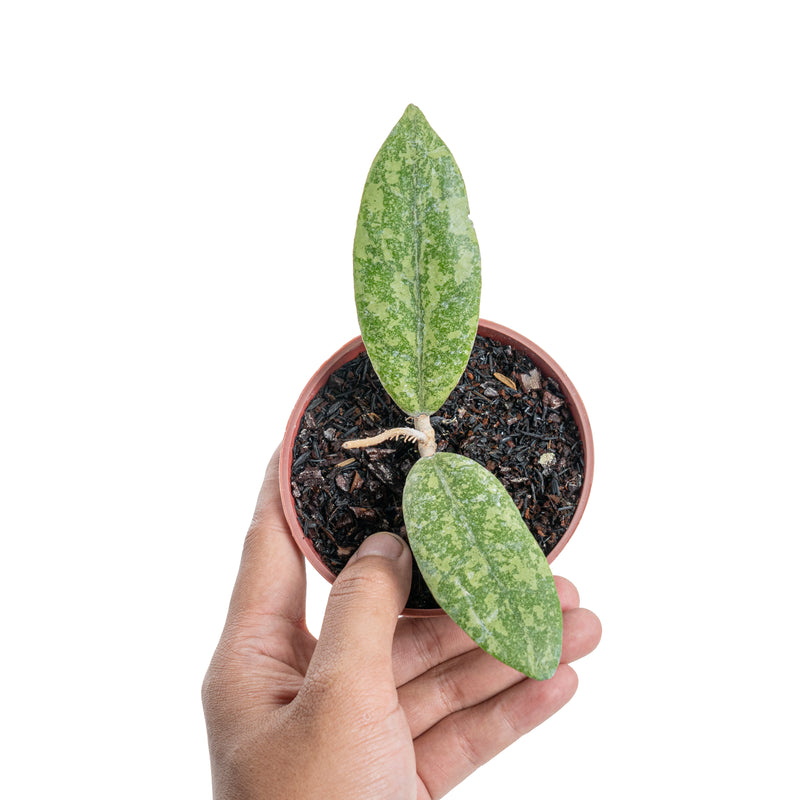 Hoya finlaysonii silver