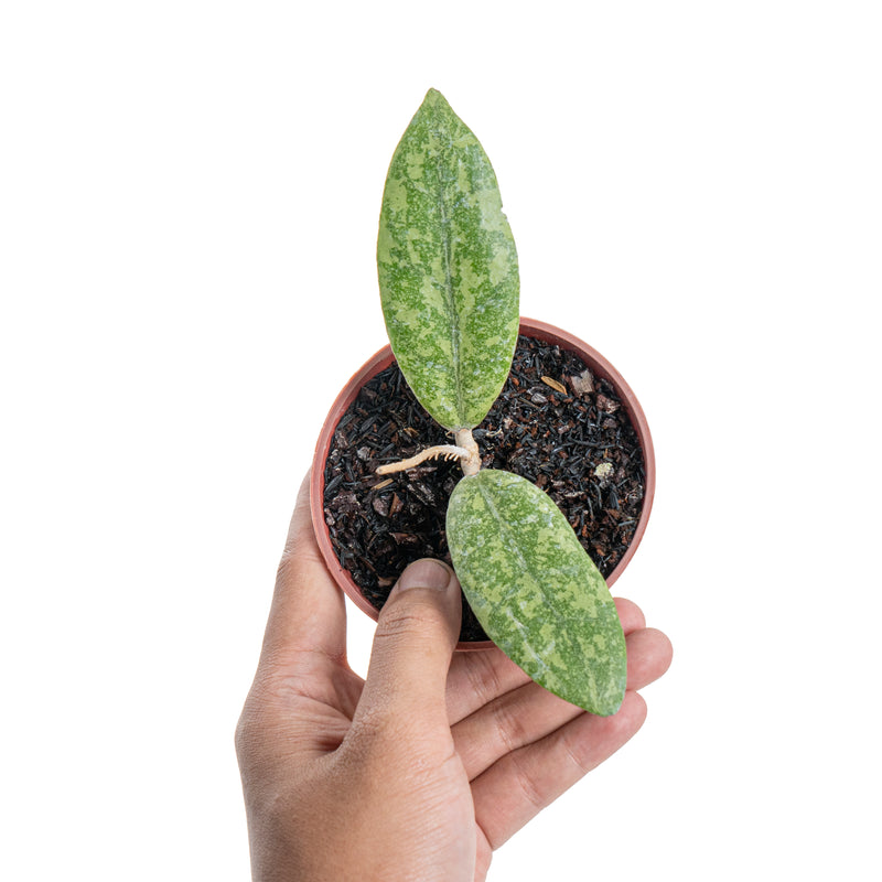 Hoya finlaysonii silver