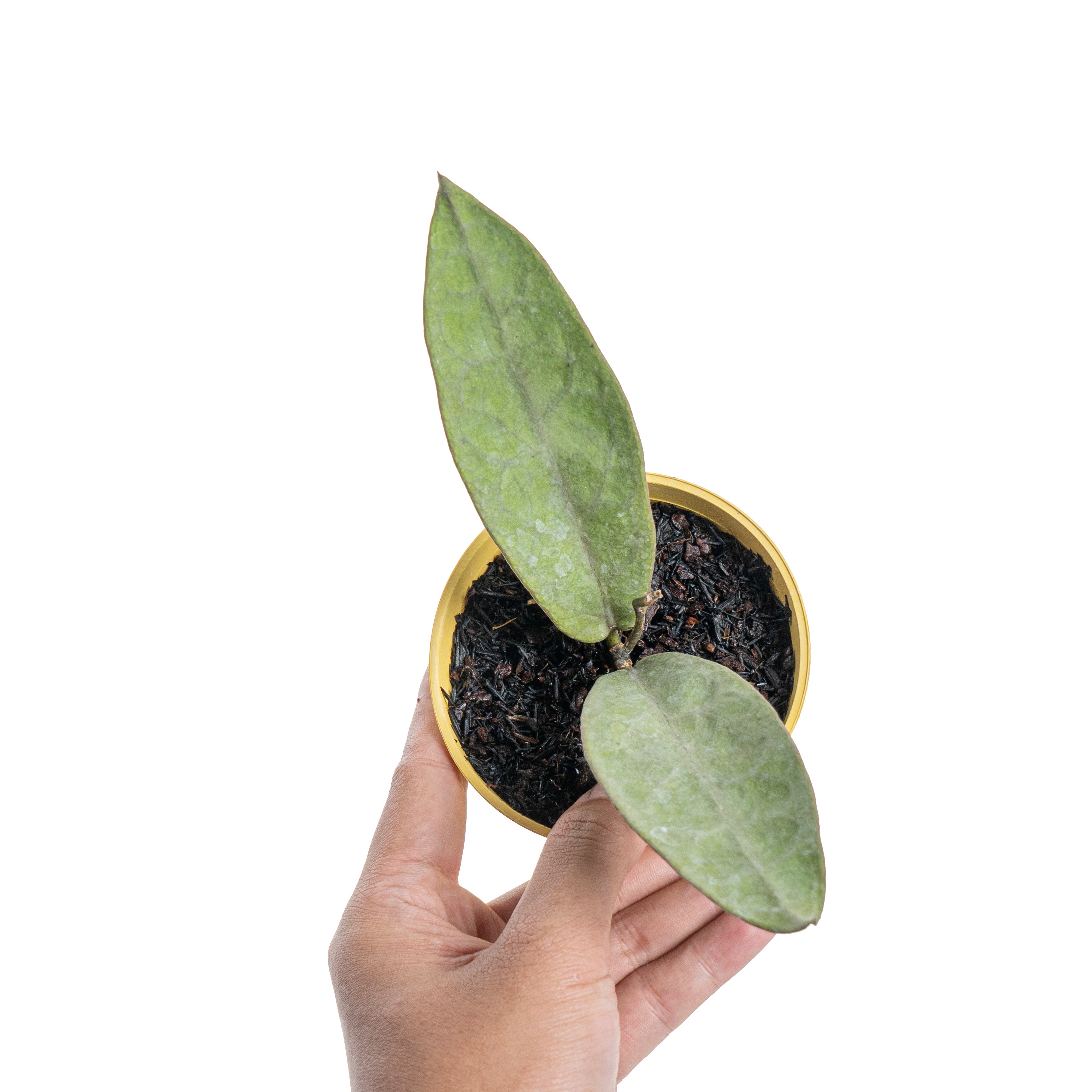 Hoya mitrata silver pearl