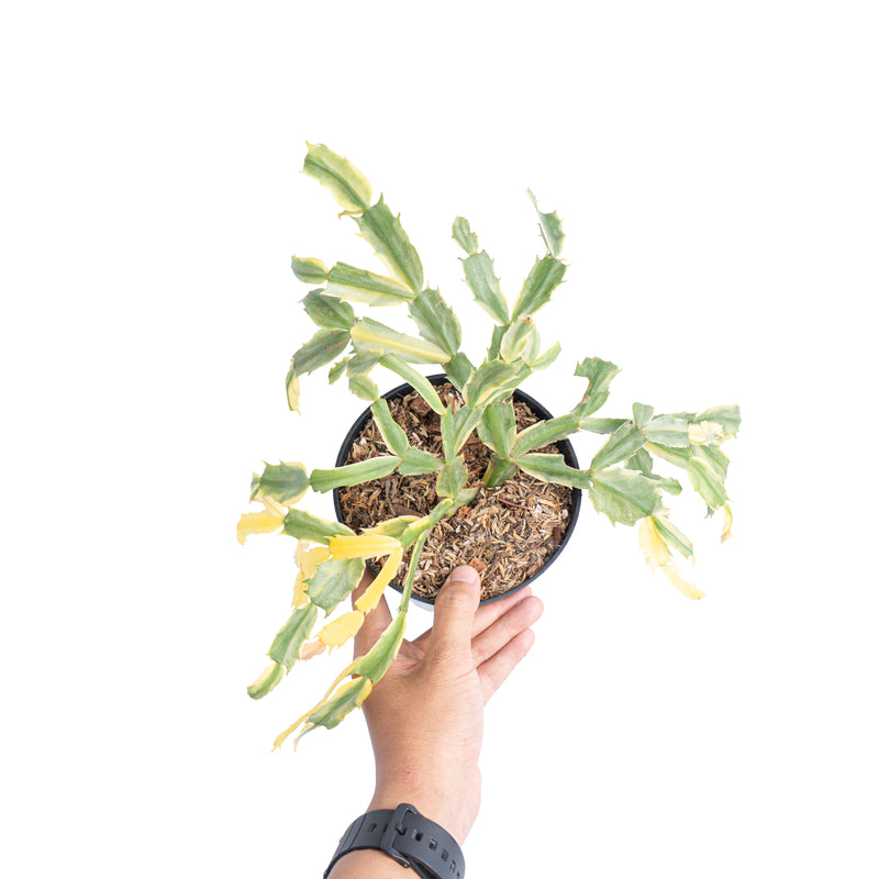 Schlumbergera truncata variegated - Aroidmarket