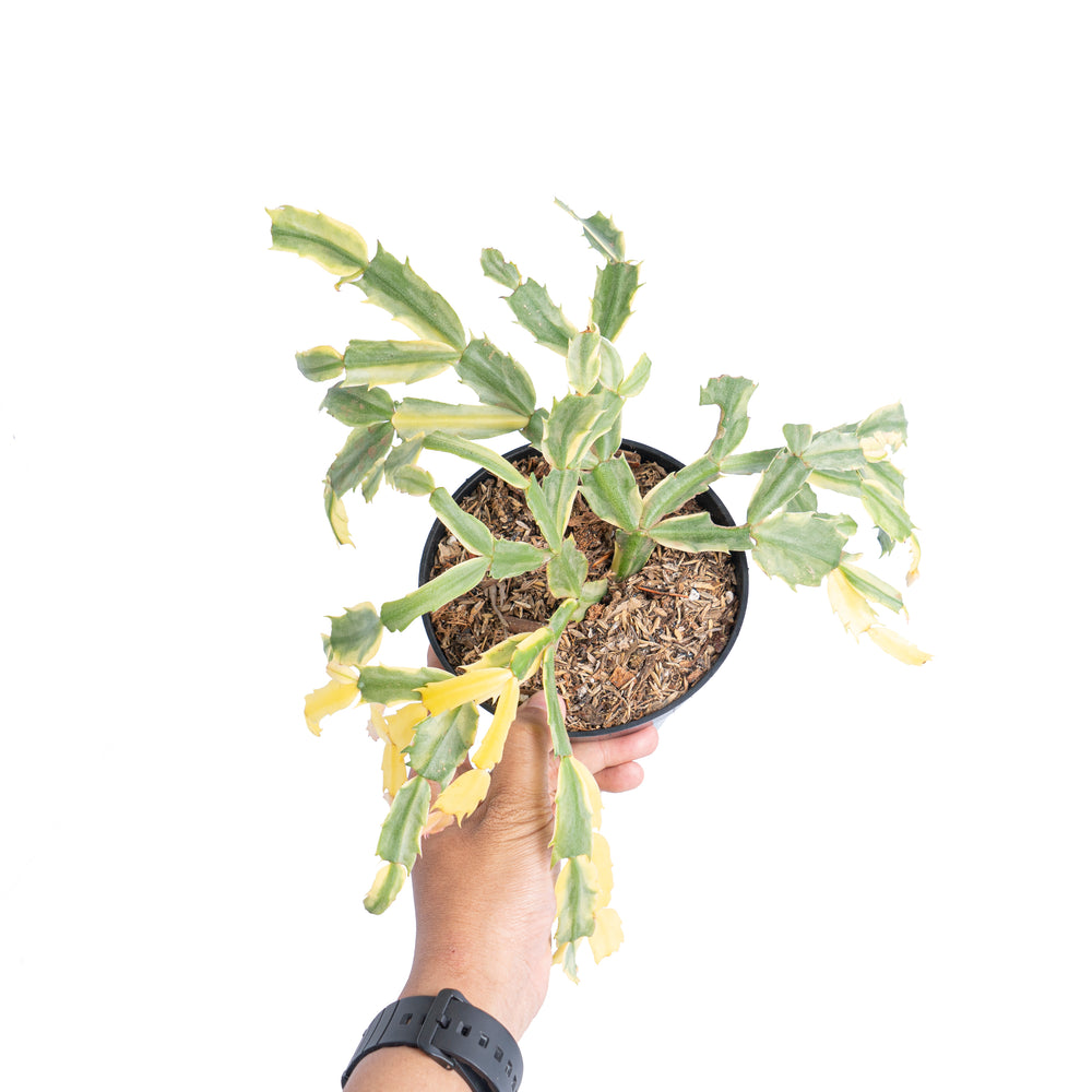 Christmas Cactus (Schlumbergera truncata) 14 Schlumbergera truncata variegated - Mature size