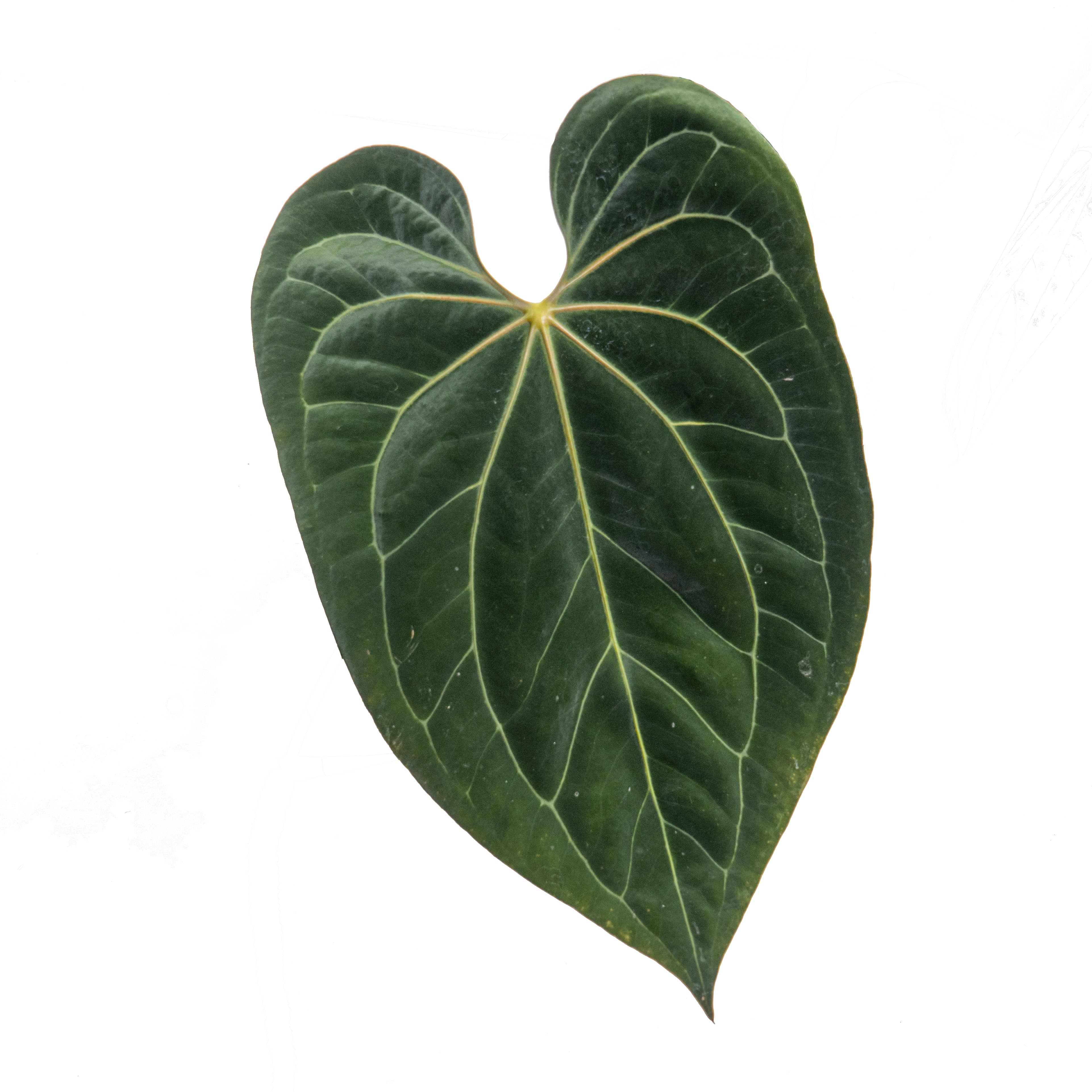 Anthurium papillilaminum hybrid variegated x Anthurium BVIT (seeds)