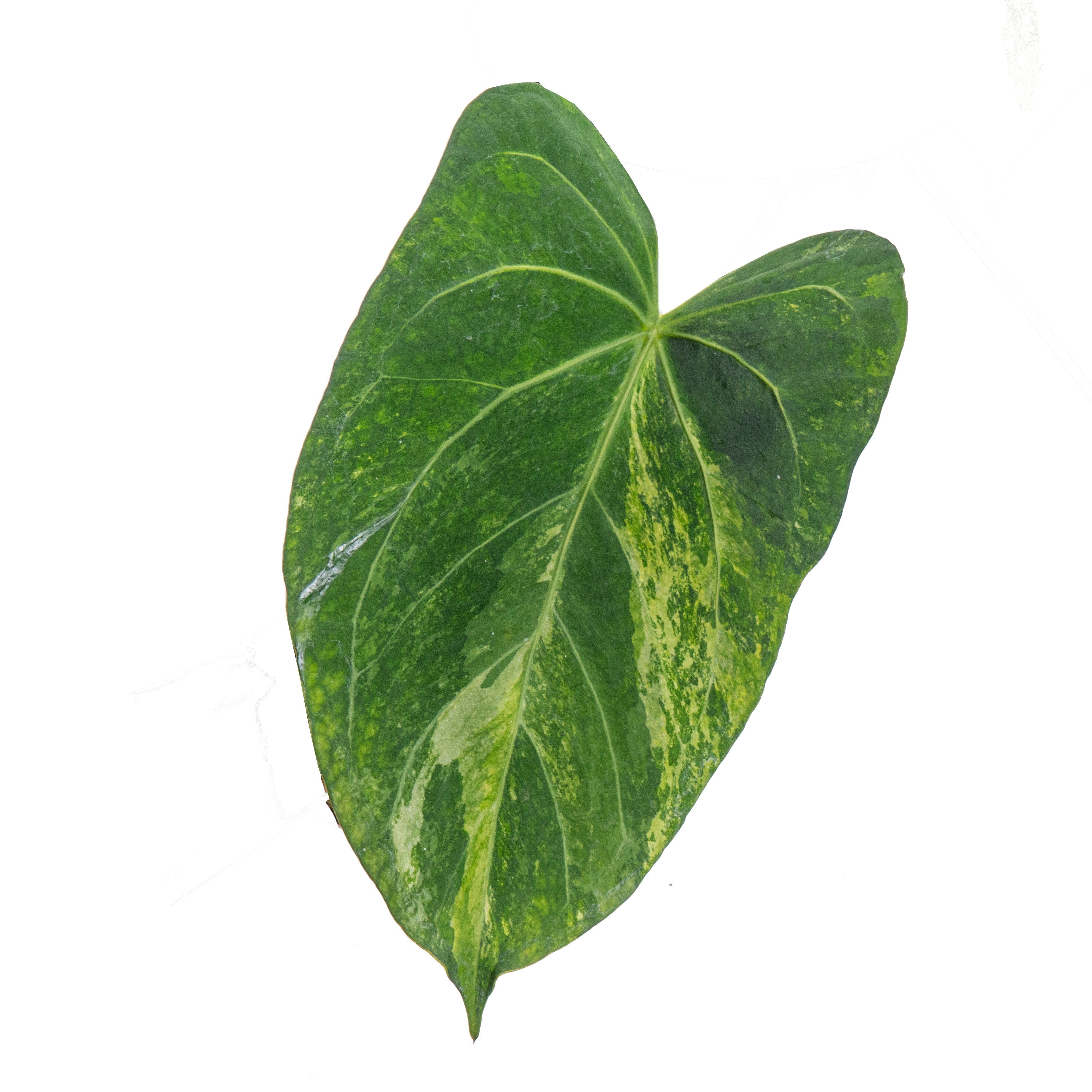 Anthurium papillilaminum hybrid variegated x Anthurium BVIT (seeds)
