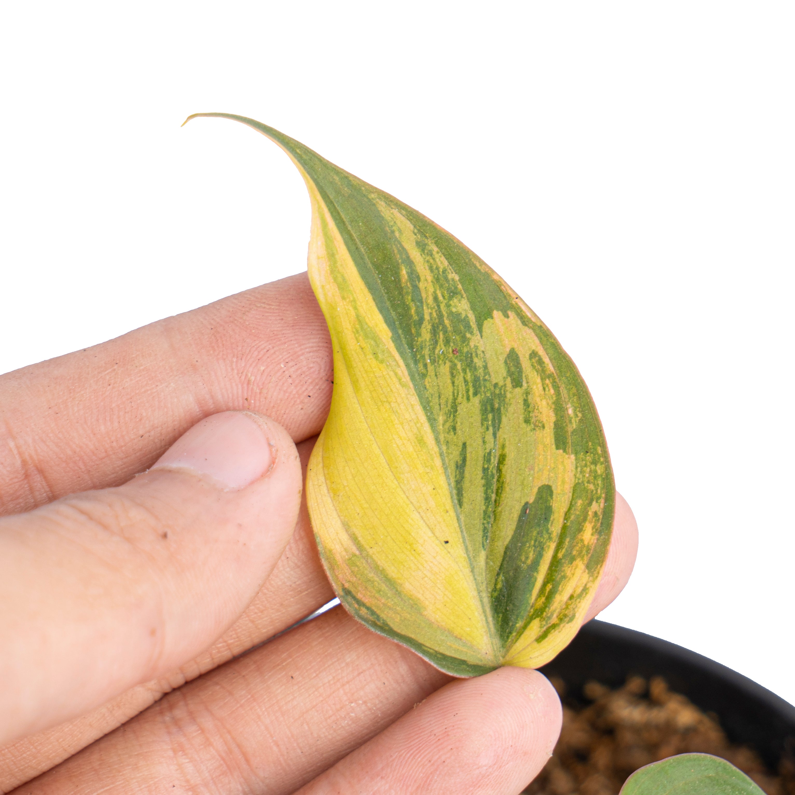 Philodendron micans variegated