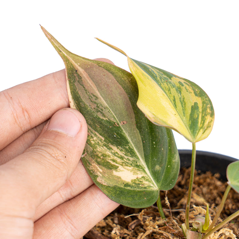 Philodendron micans variegated