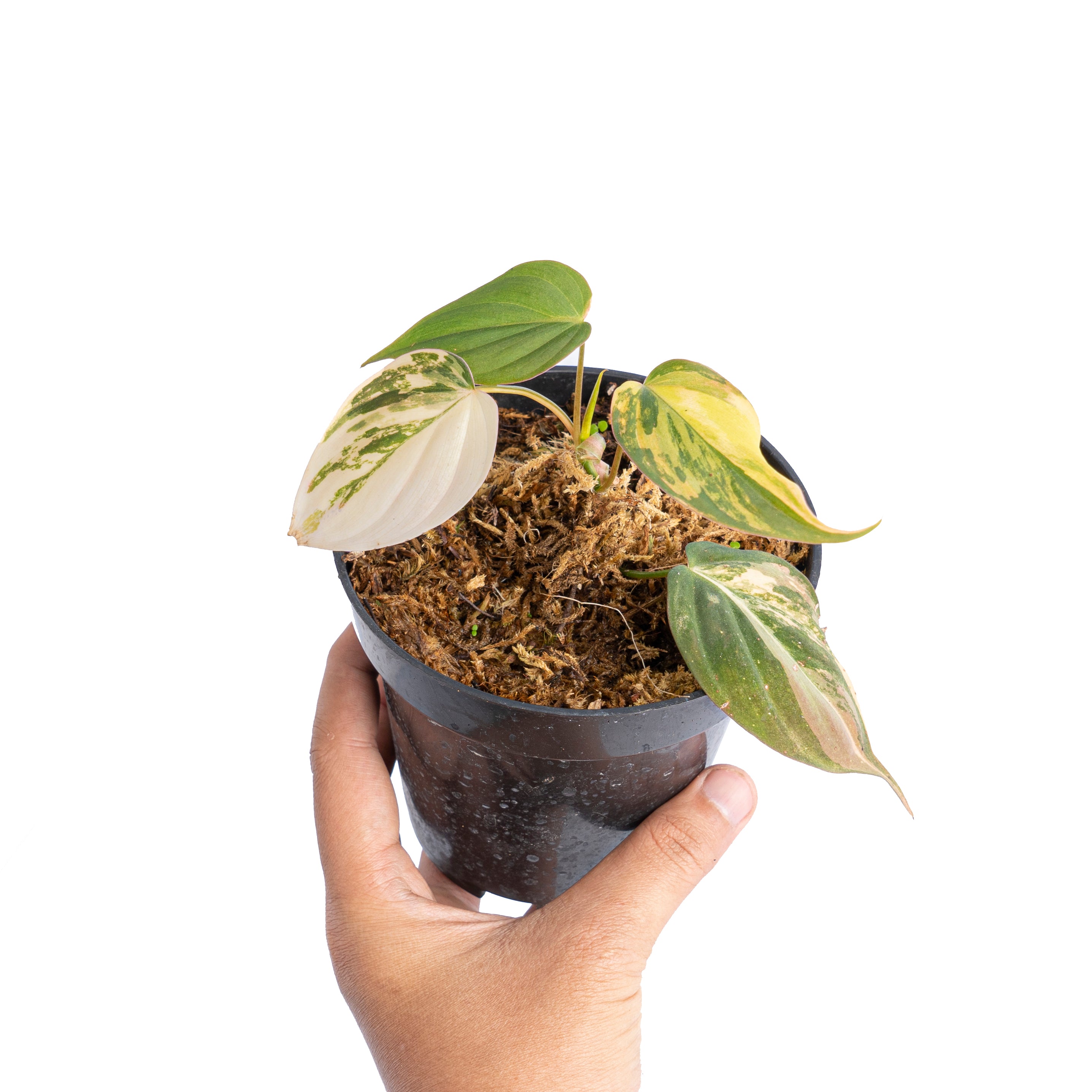 Philodendron micans variegated