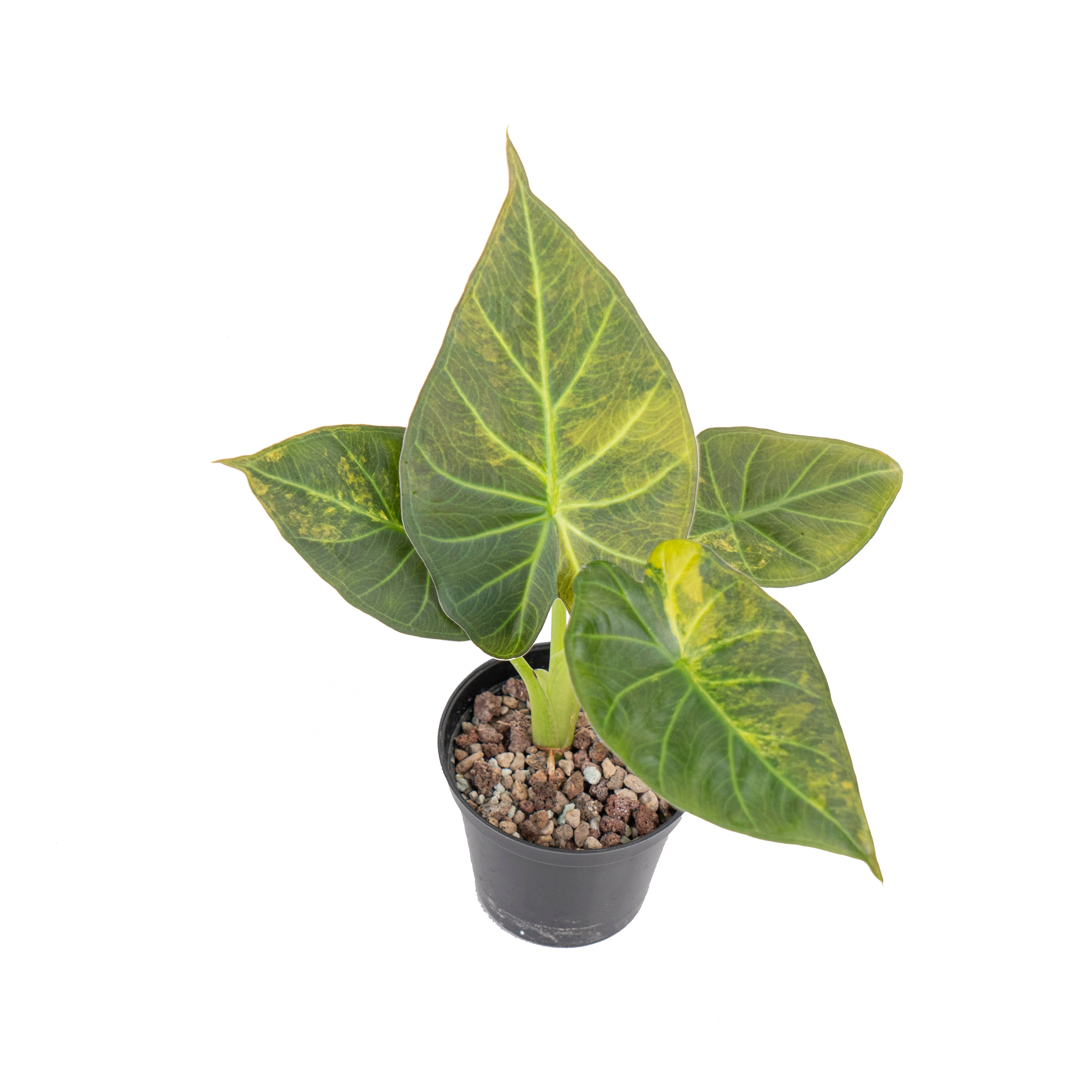 その他観葉植物 Alocasia Regal Shields Variegated Alocasia regal shield variegated