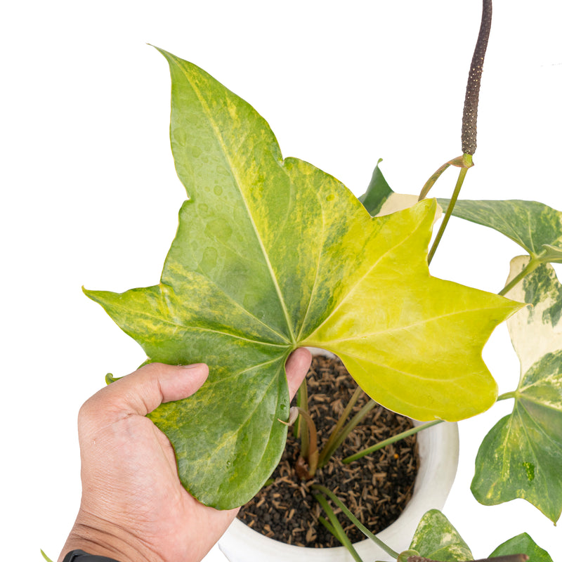 Anthurium pterodactyl variegated Mature size