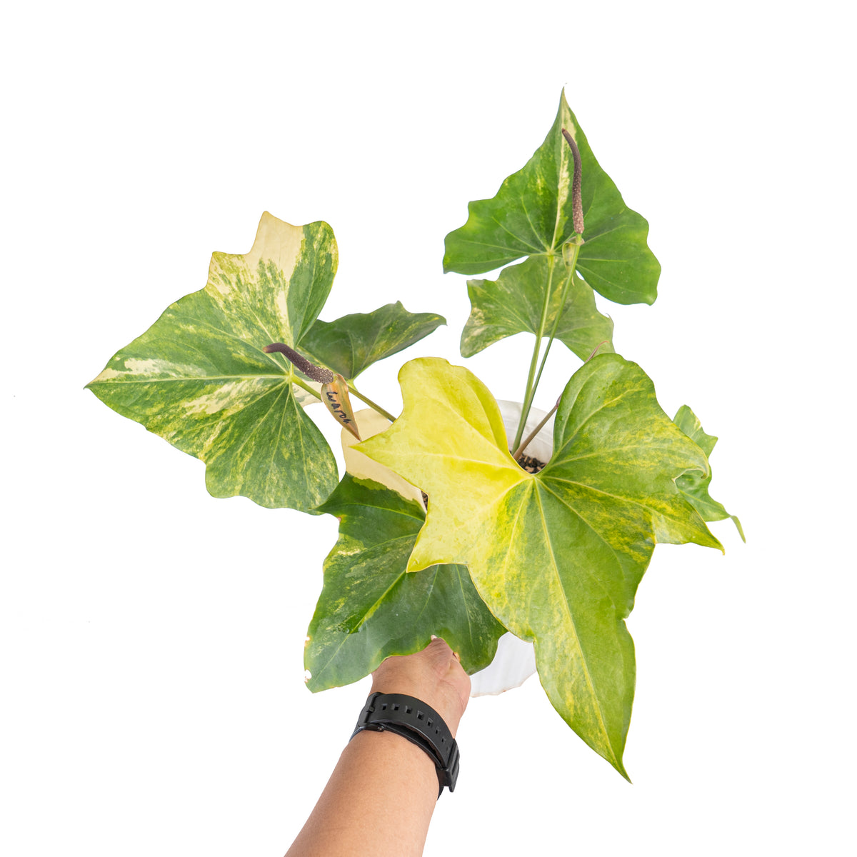 Anthurium Pterodactyl variegated *Preorder* In Vitro (Premium Select)