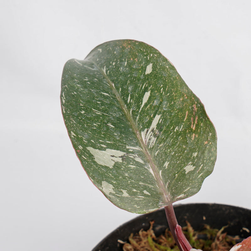JN501 Philodendron white knight galaxy
