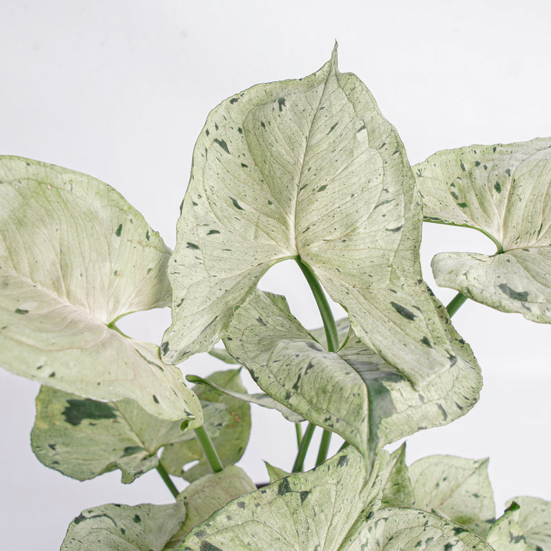 JN504 Syngonium Green Splash - Mature size