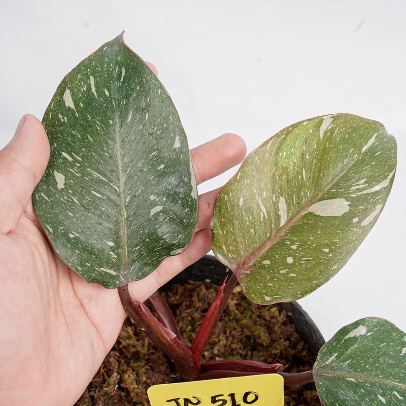 JN510 Philodendron white knight galaxy