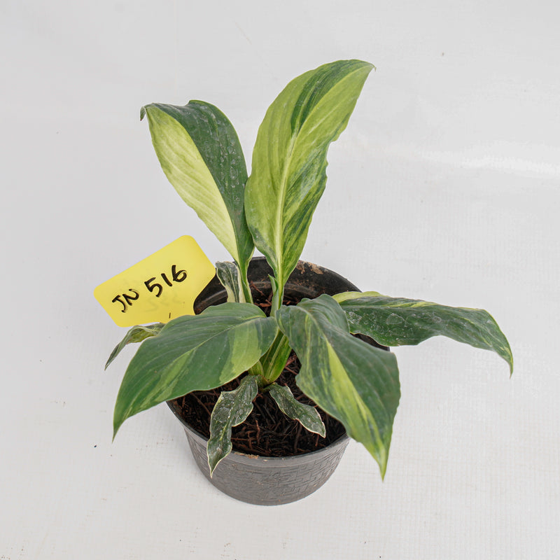 JN516 Spathiphyllum Aurea Variegated