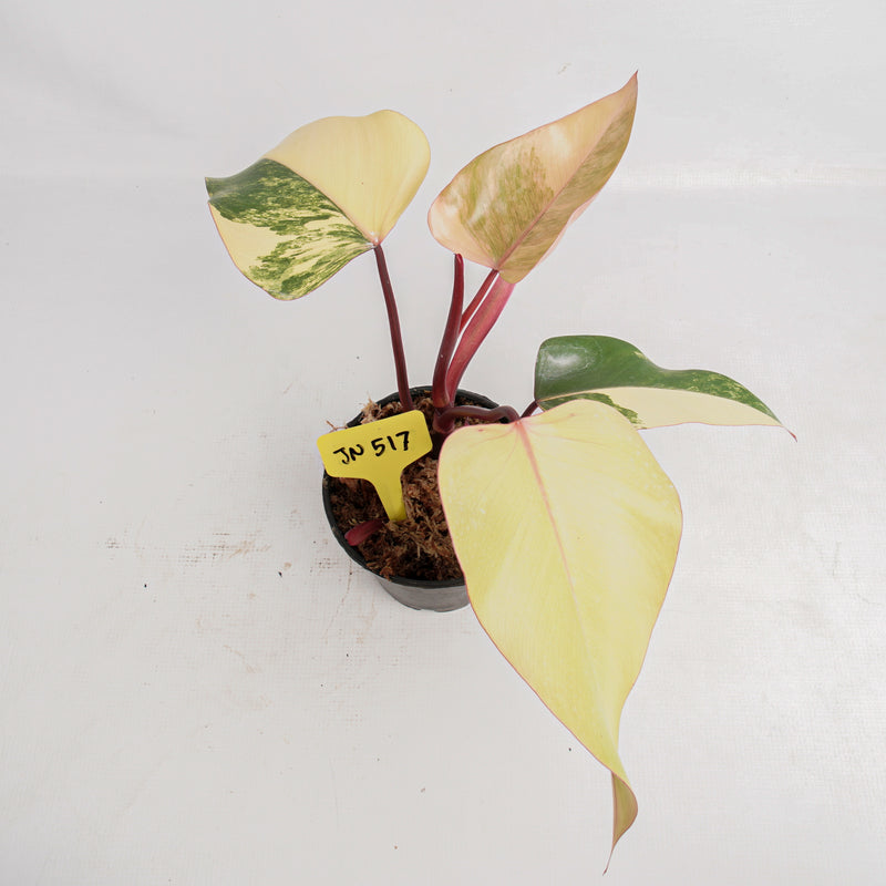 JN517 Philodendron Strawberry Shake