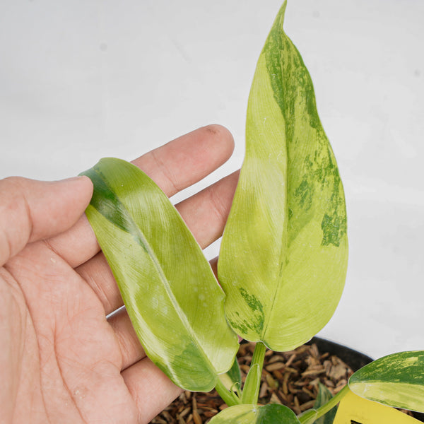 JN520 Philodendron Domesticum Variegated