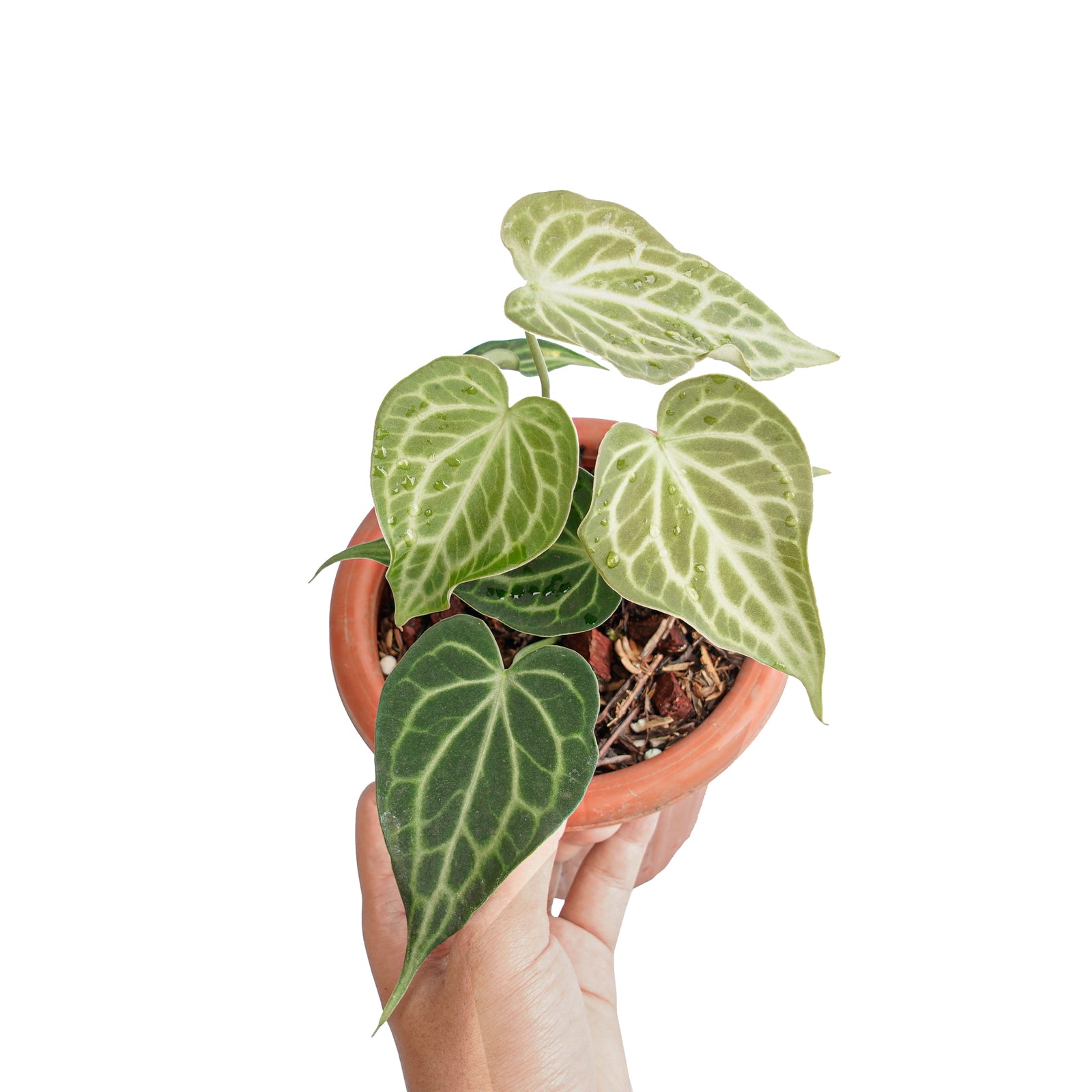 Anthurium king clarinervium – Aroid Market