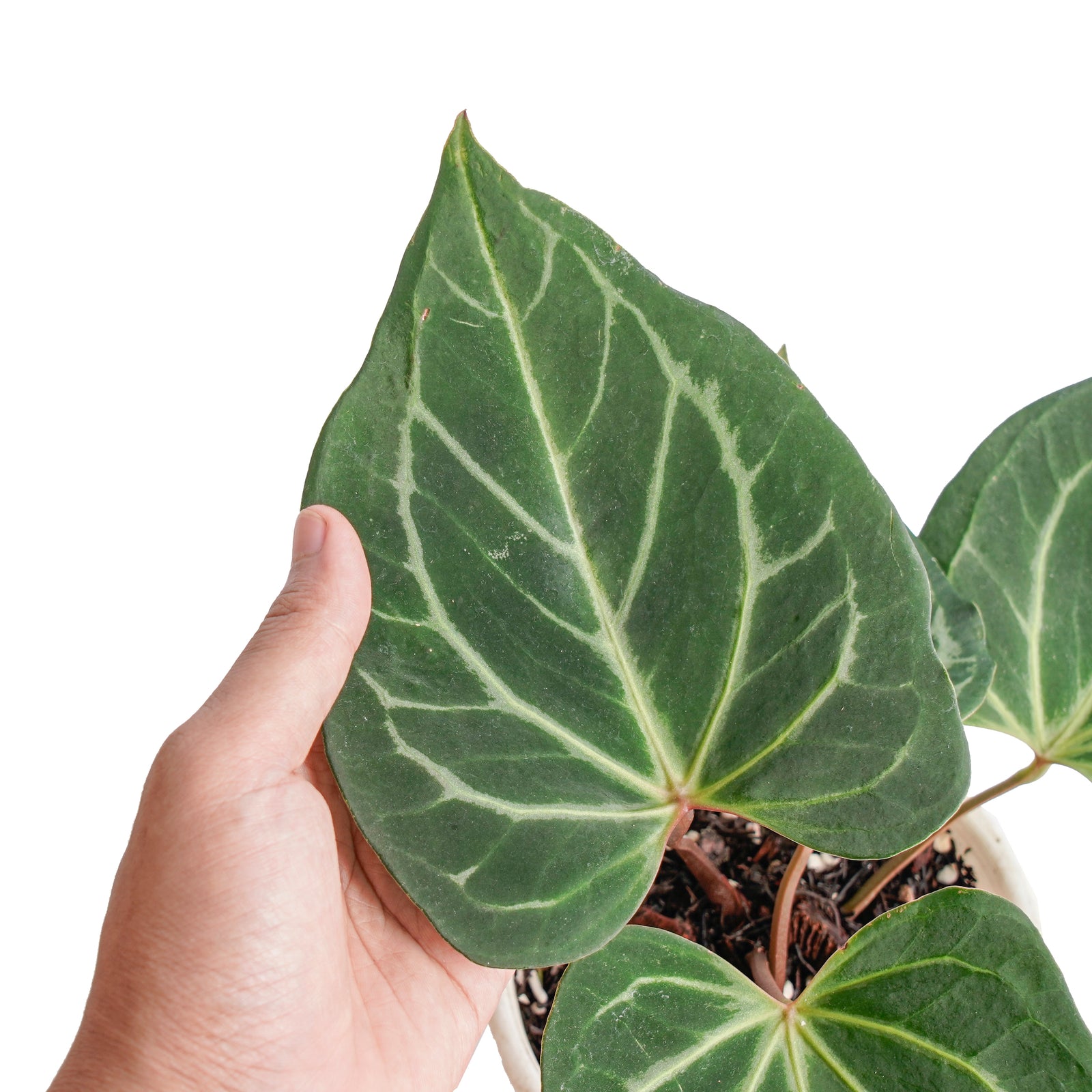 Anthurium king of spades butterfly – Aroid Market