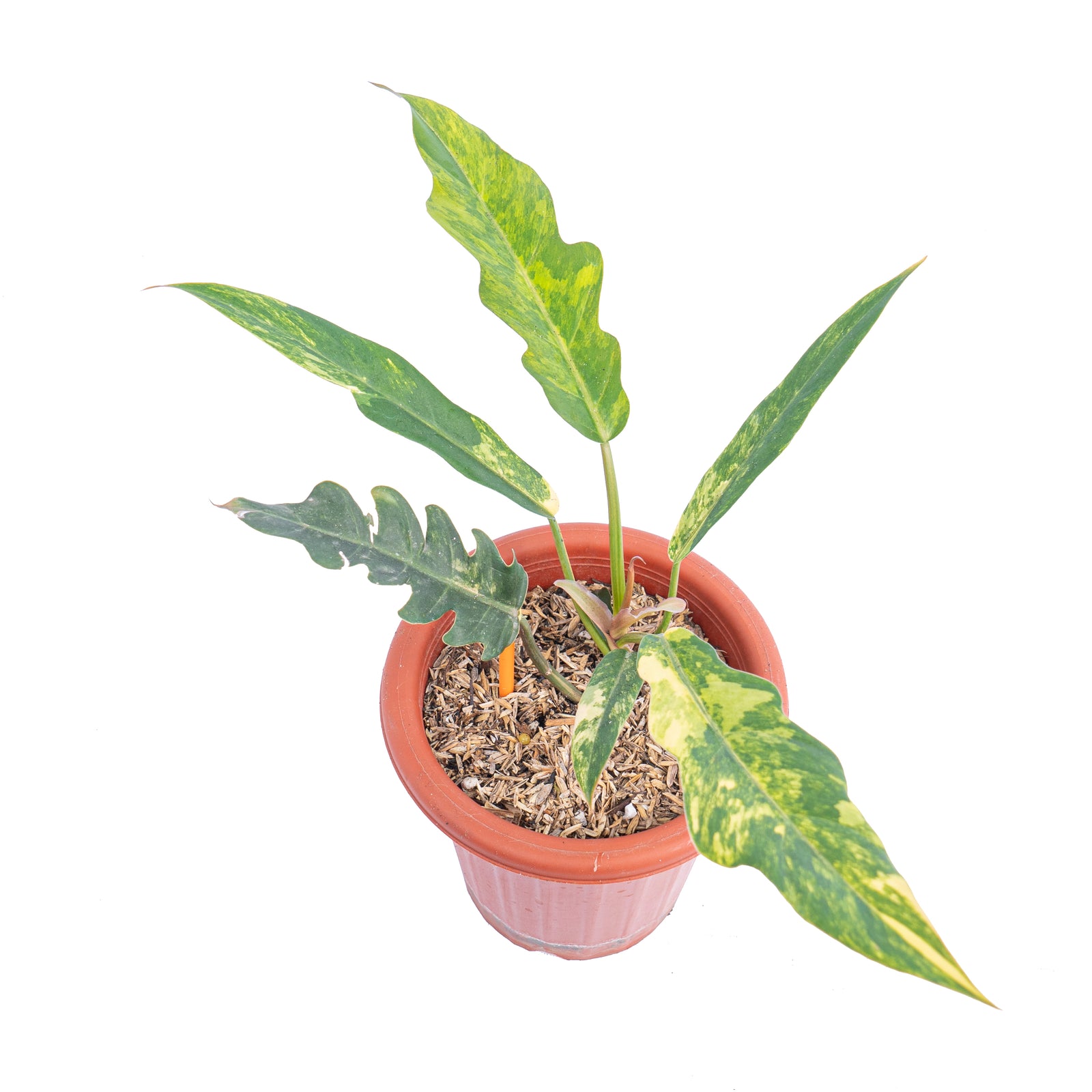 その他観葉植物 Philodendron Caramel Marble Variegata Philodendron caramel marble variegated – Aroid Market