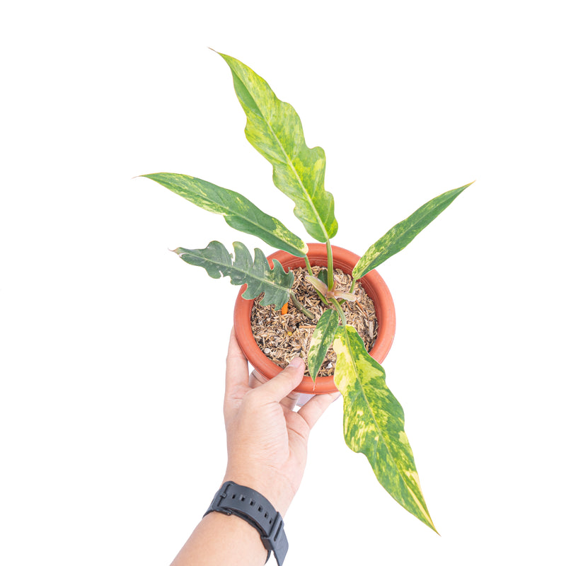 Philodendron caramel marble variegated