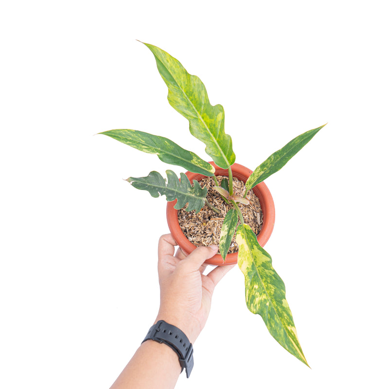 Philodendron caramel marble variegated