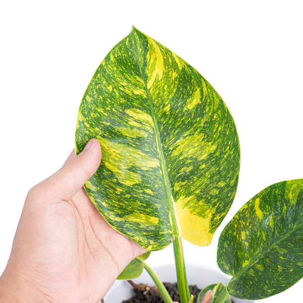Philodendron Green congo marble variegated
