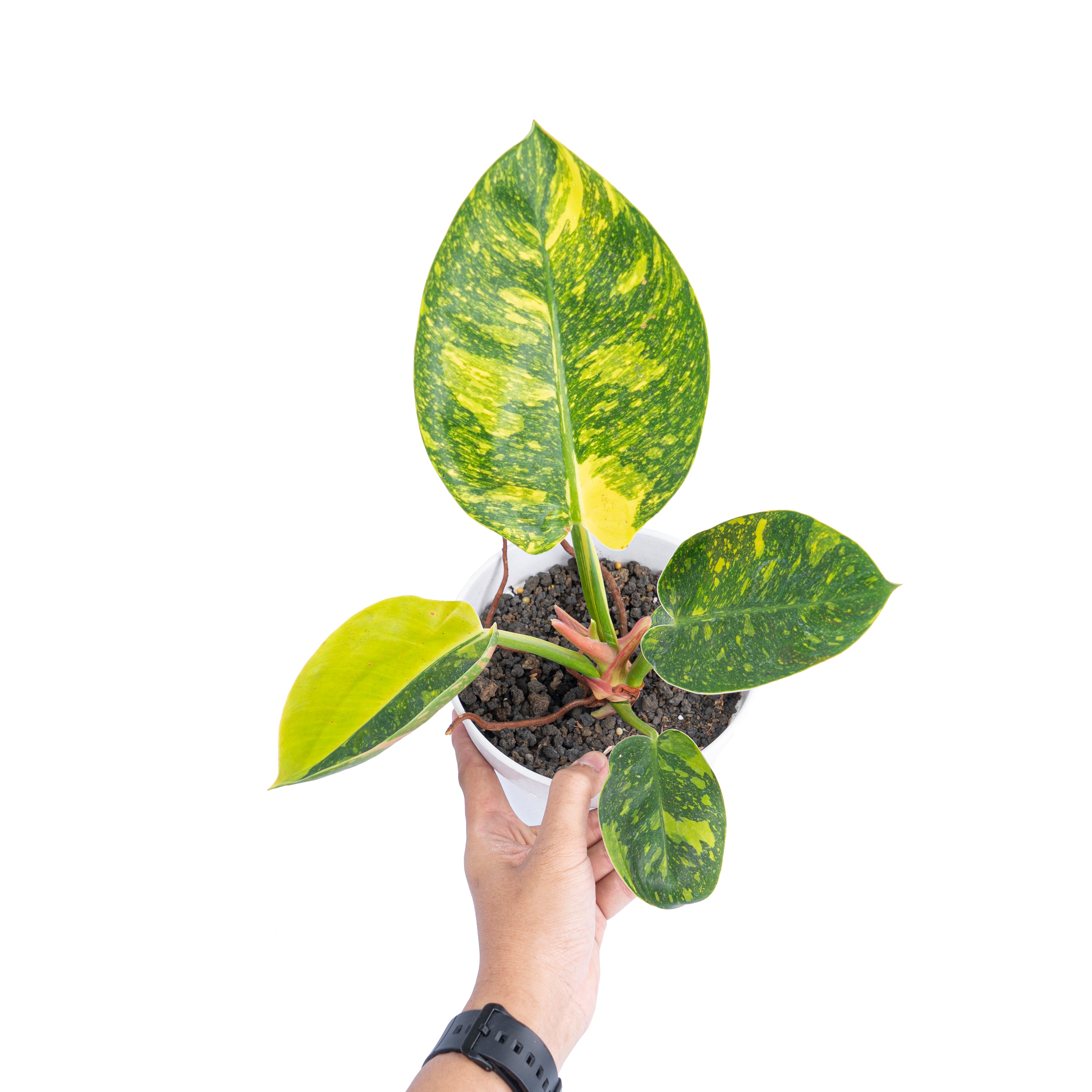 Philodendron Green congo marble variegated