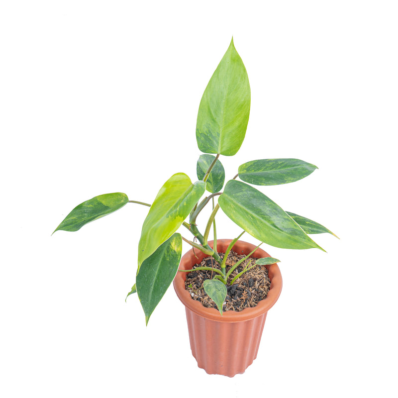 Philodendron avocado shake