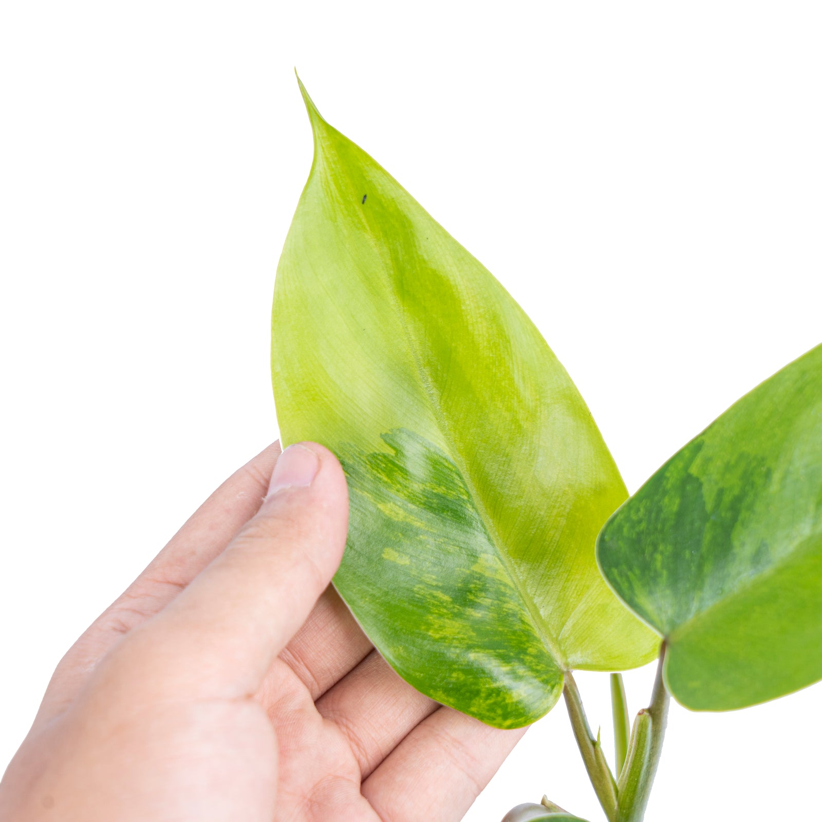 LHS2086_0c718428-56b2-47c1-