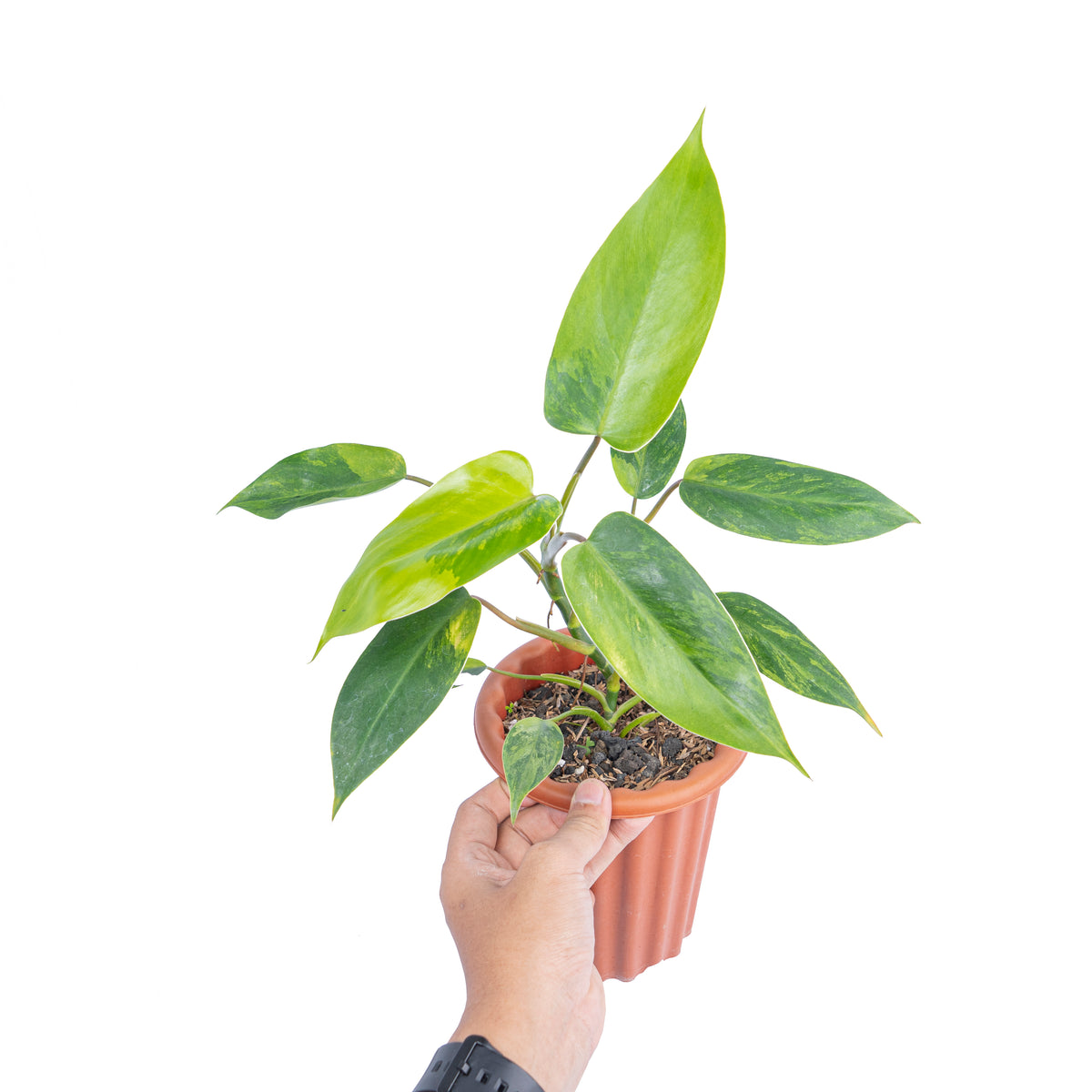 philodendron avocado shake Philodendron avocado shake