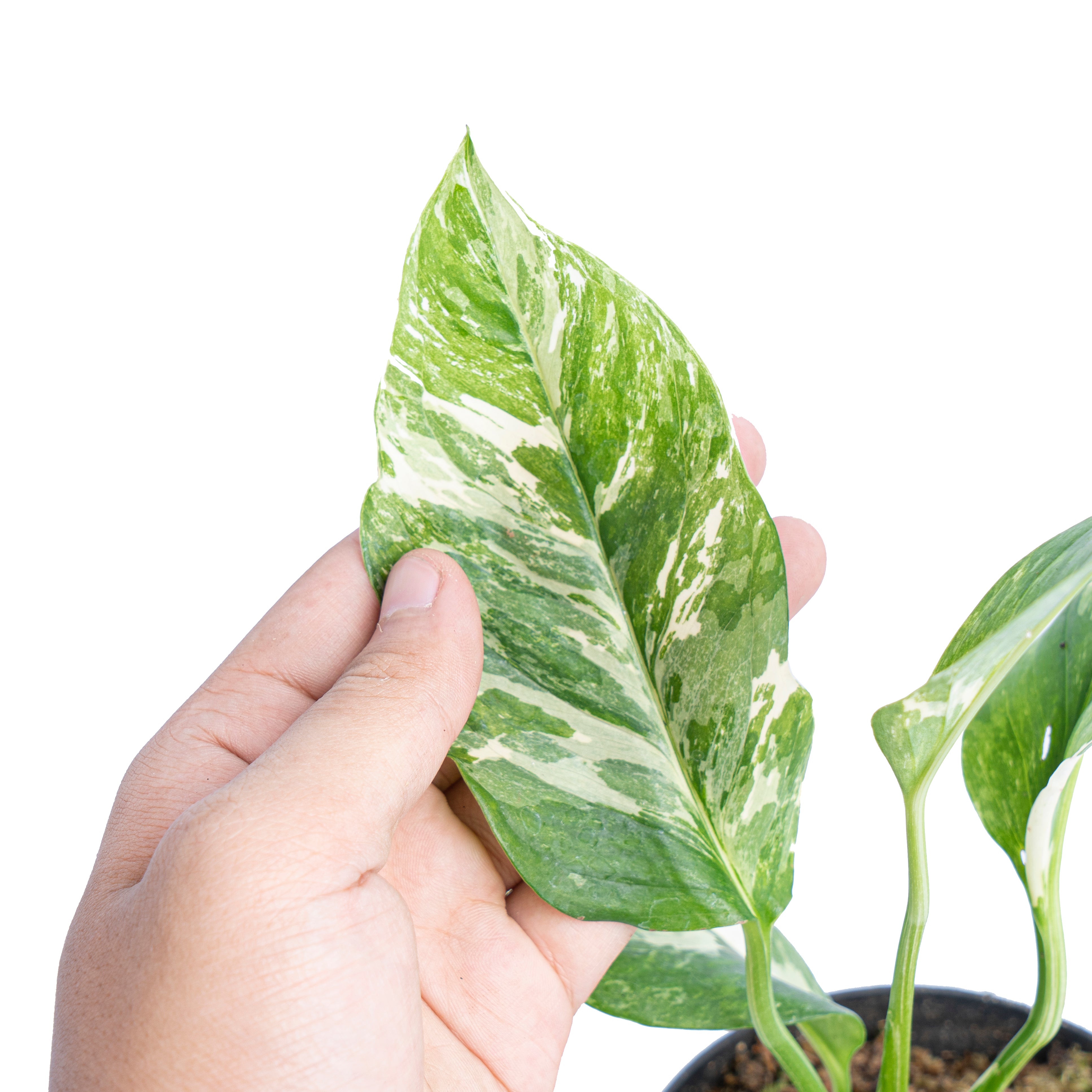 Monstera lechleriana variegated