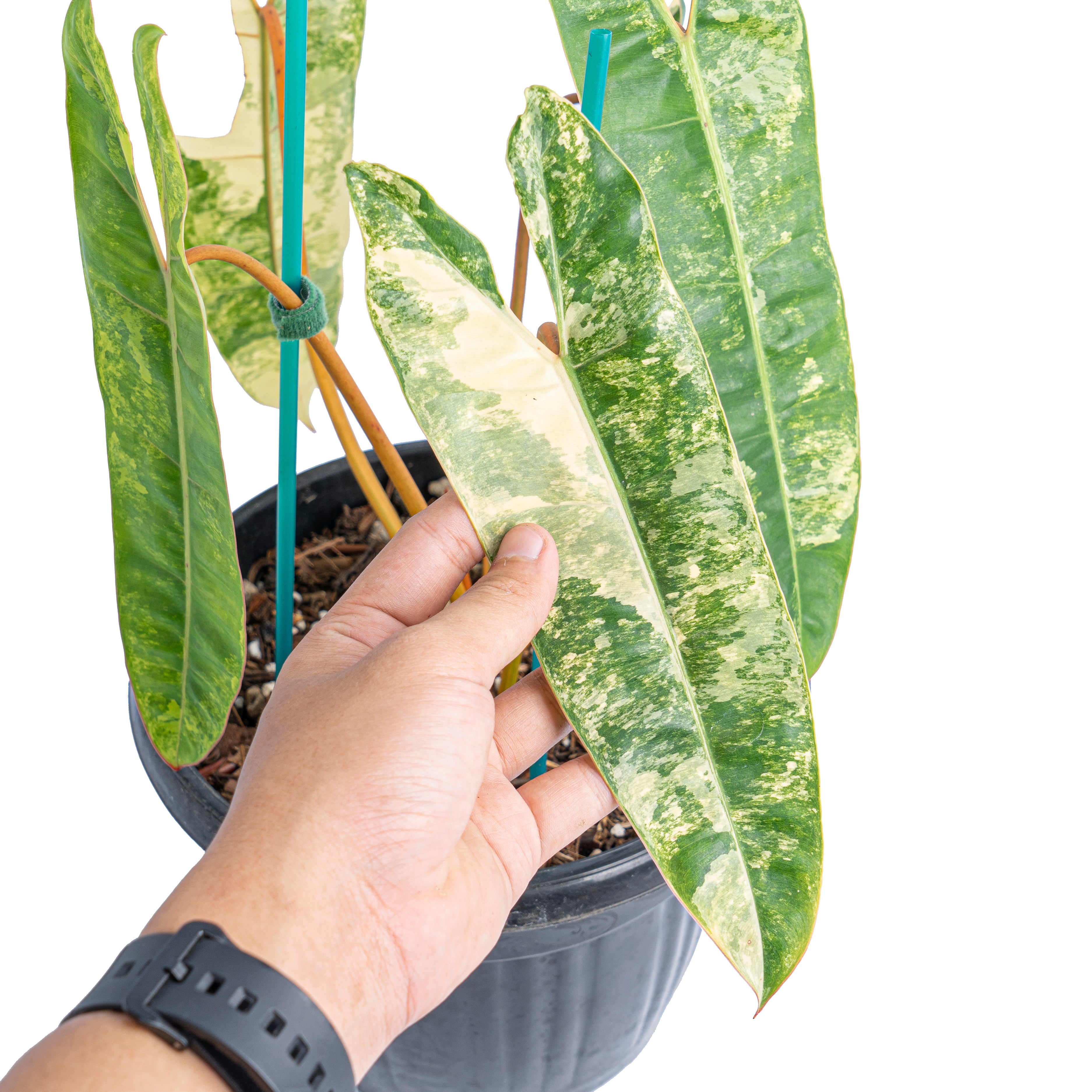 Philodendron Billietiae Variegated  Mature size - Aroidmarket