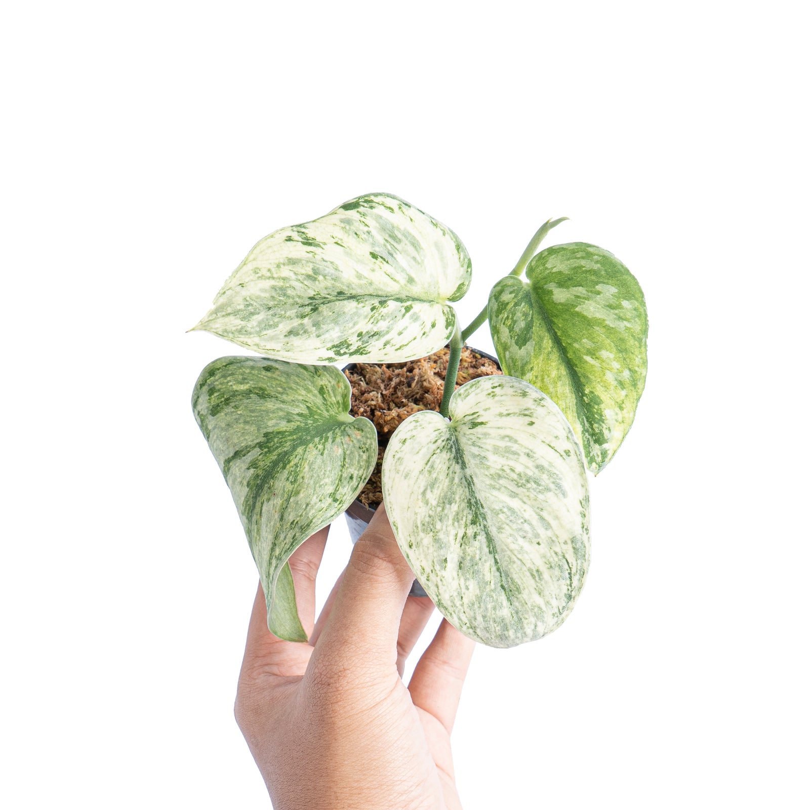Scindapsus hologram variegated – Aroid Market