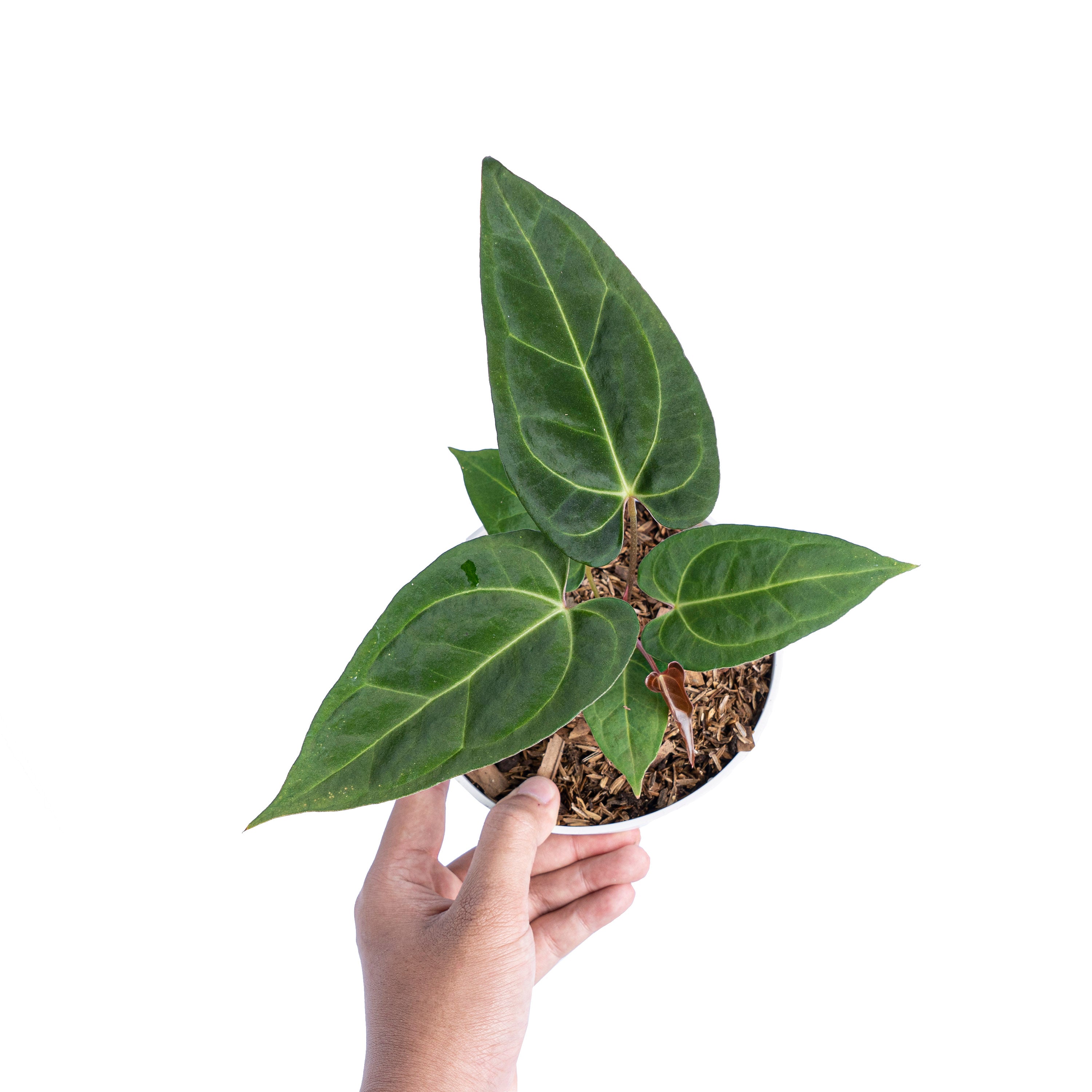 Anthurium Papillilaminum Legend