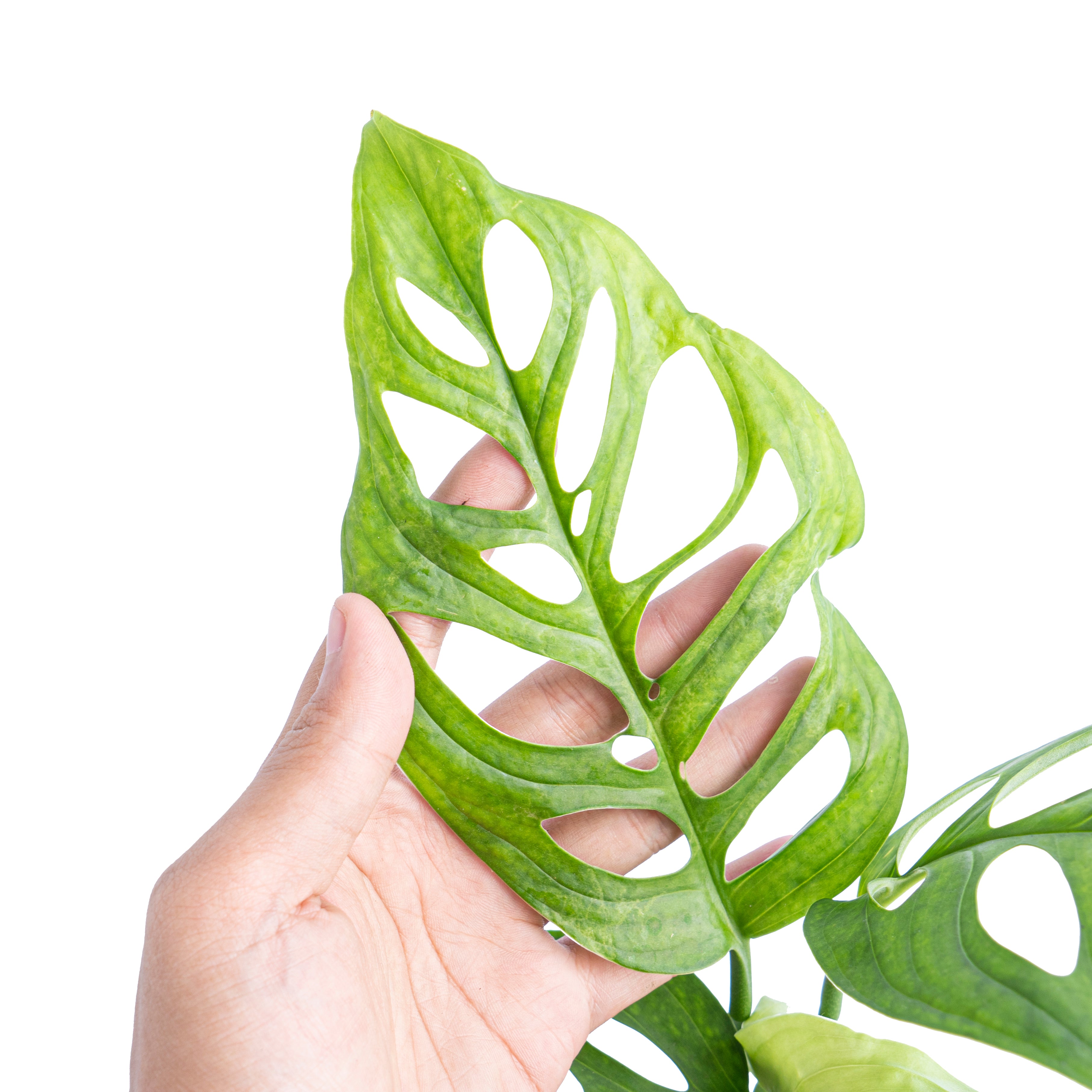 Monstera Esqueleto - Aroidmarket