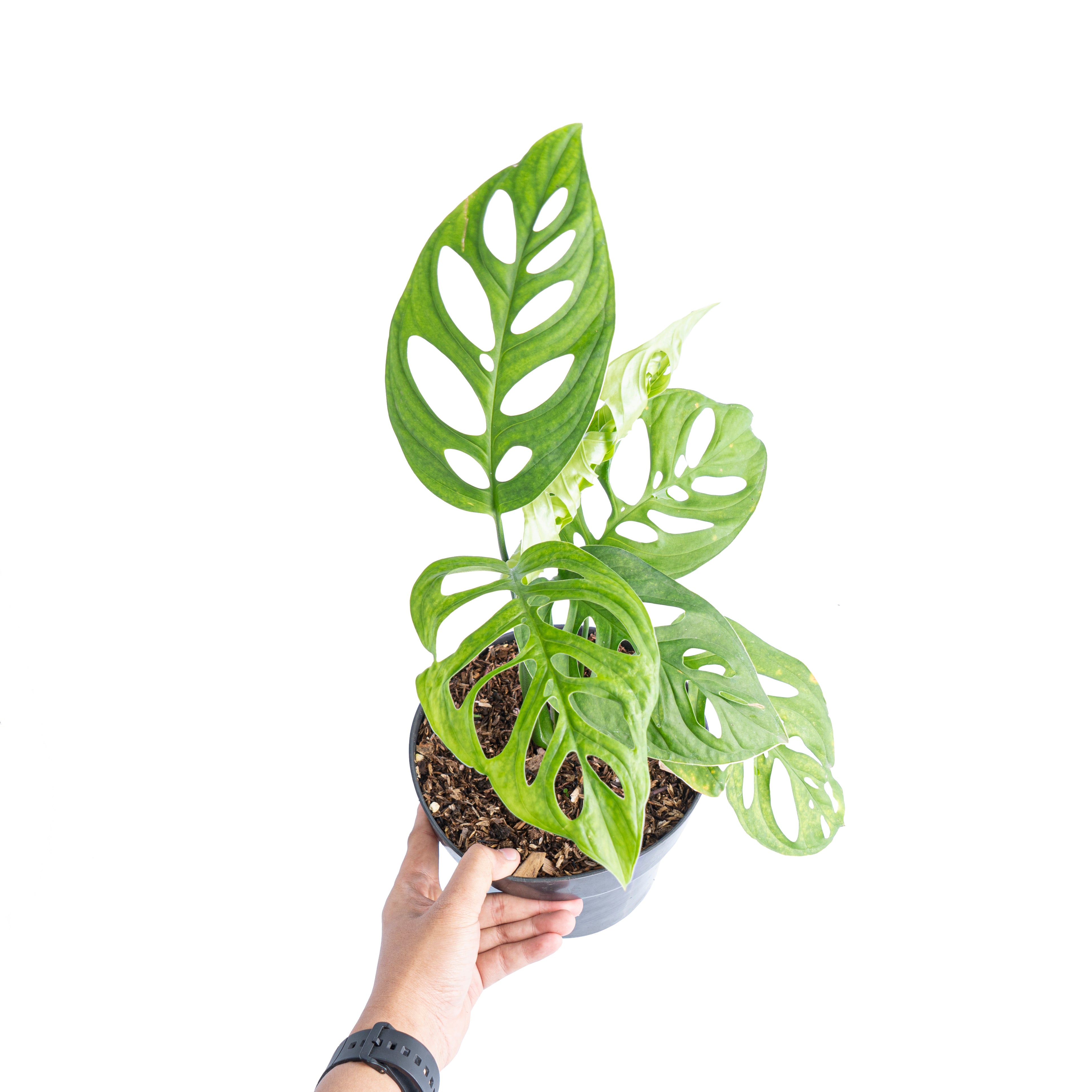 モンステラ・ポトス Monstera Deliciousa Skeleton(Variegated) Monstera Esqueleto