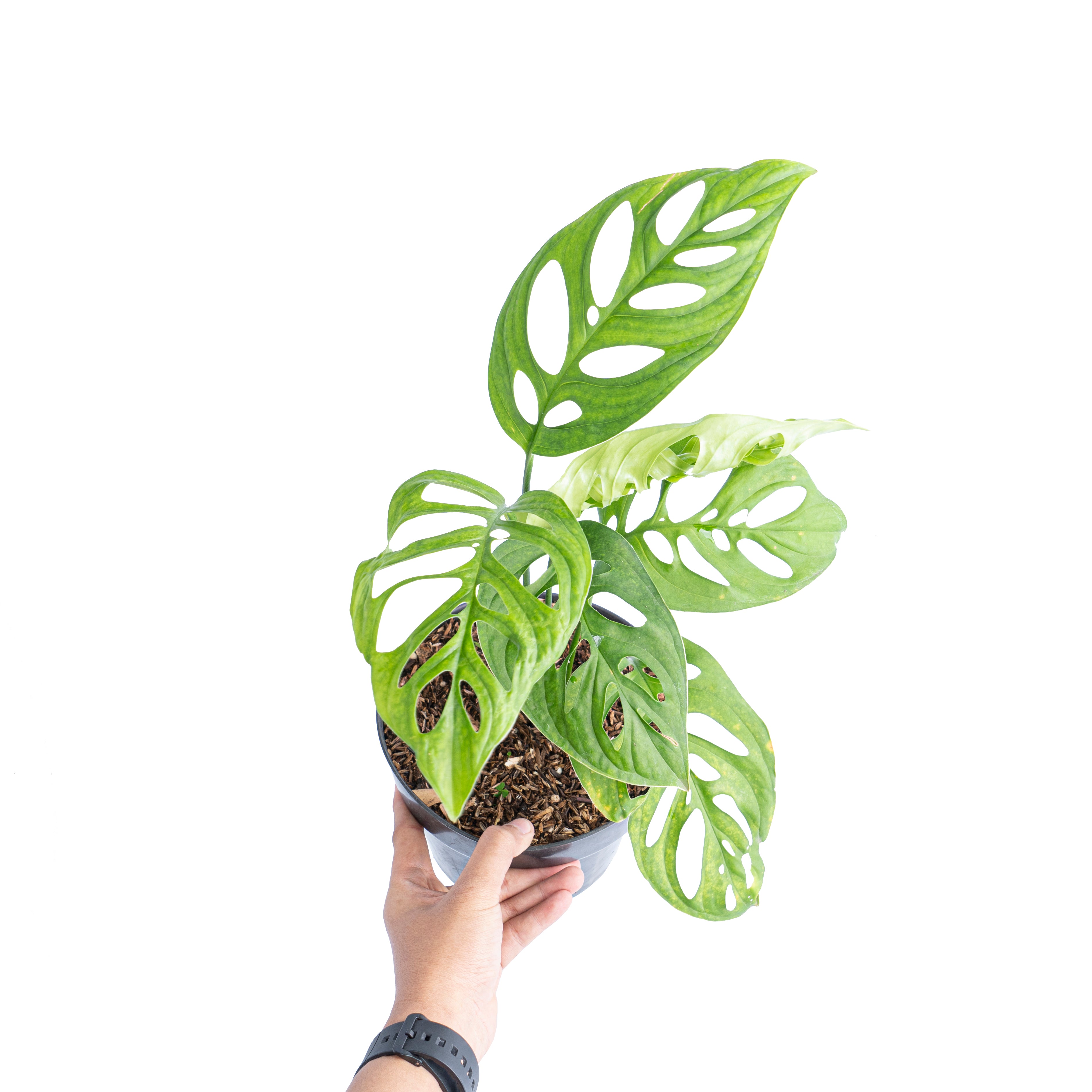 モンステラ・ポトス Monstera Deliciousa Skeleton(Variegated) Monstera Esqueleto